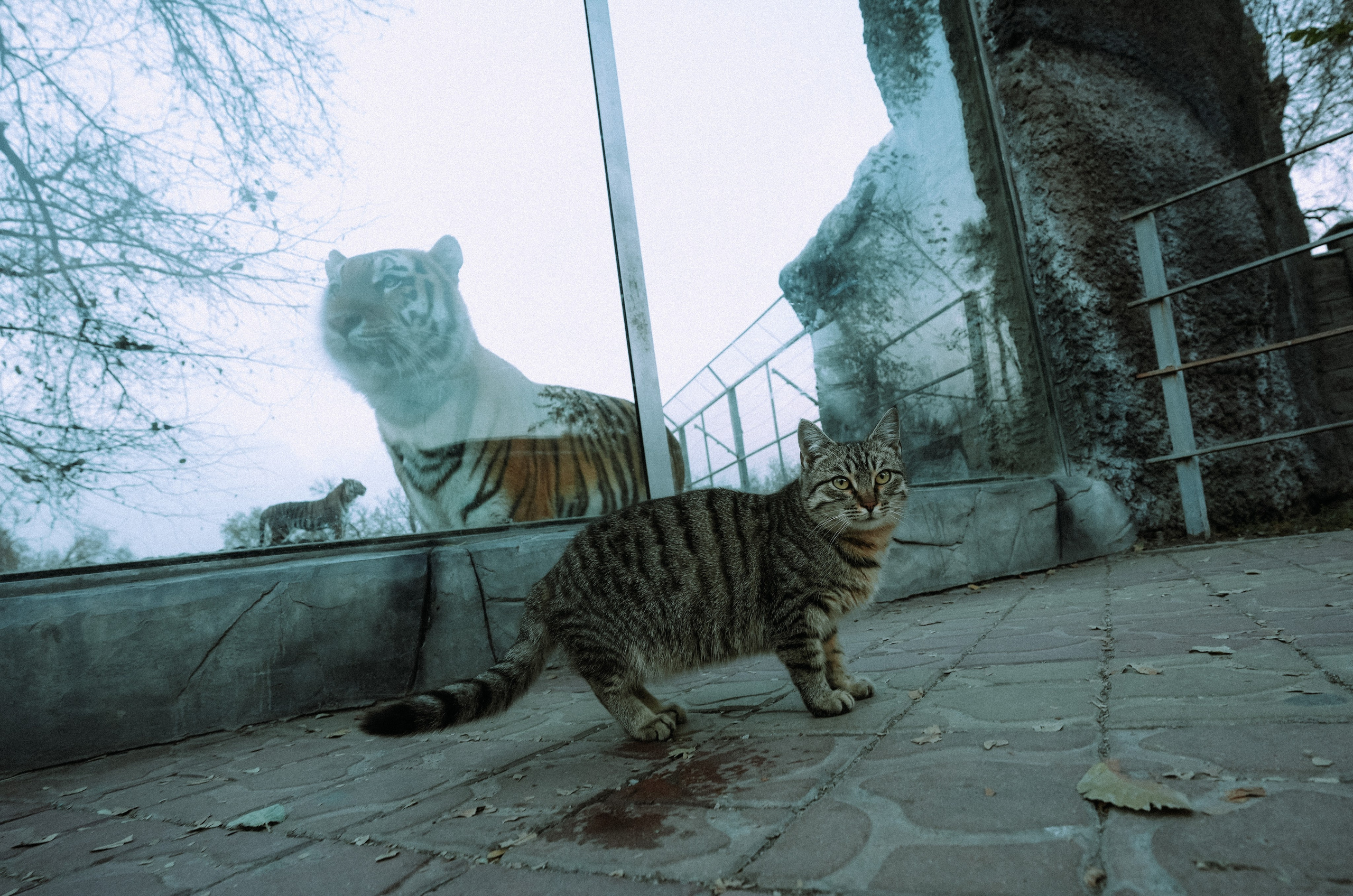 Кот шпедингера. Стрит-фотография, полная абсурда, идиотизма и красоты