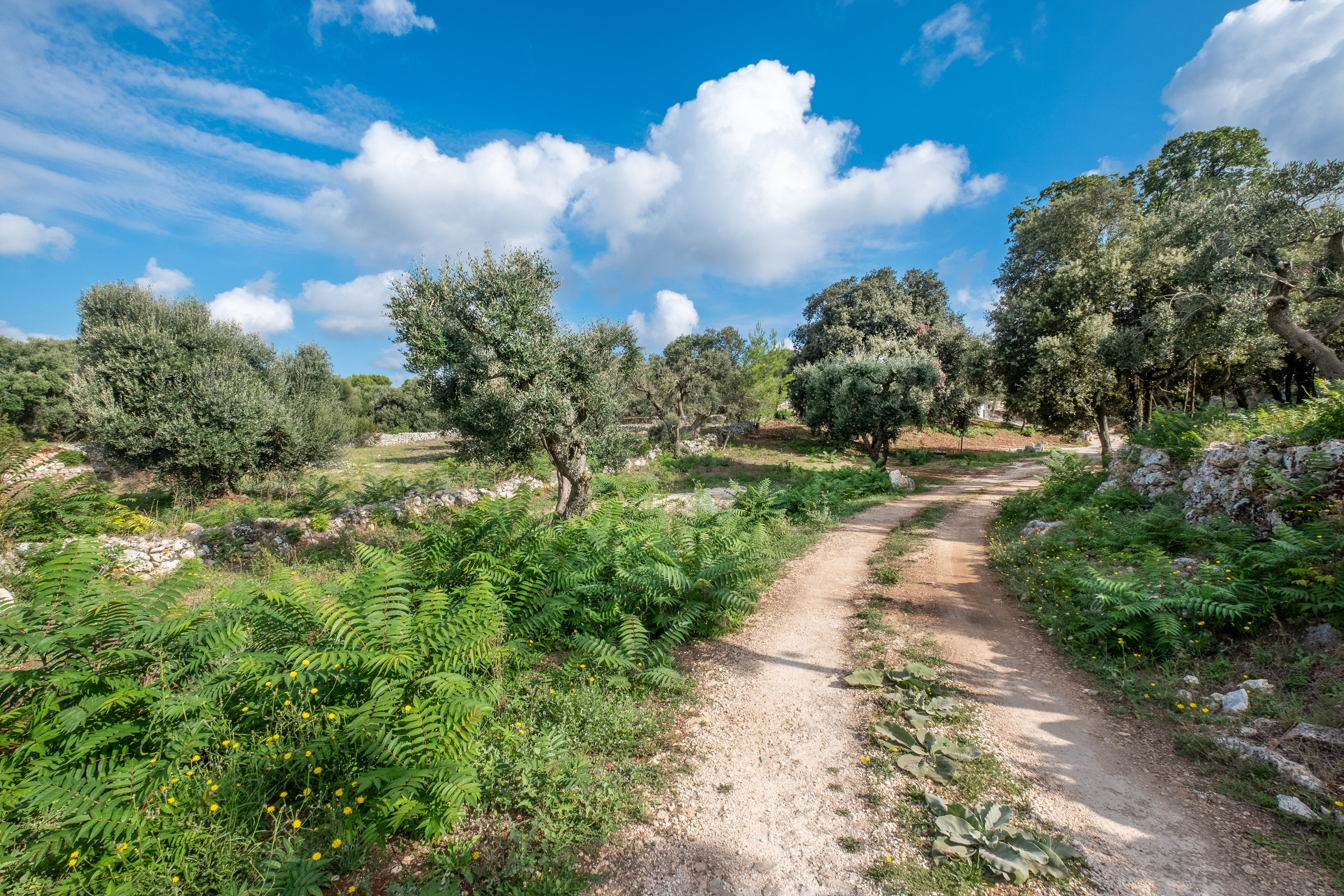 Amazing view of a B&B in the Cisternino countryside (Valle D'Itria, Martina Franca, Apulia, Alberobello, Cisternino, Ostuni, Apulia)