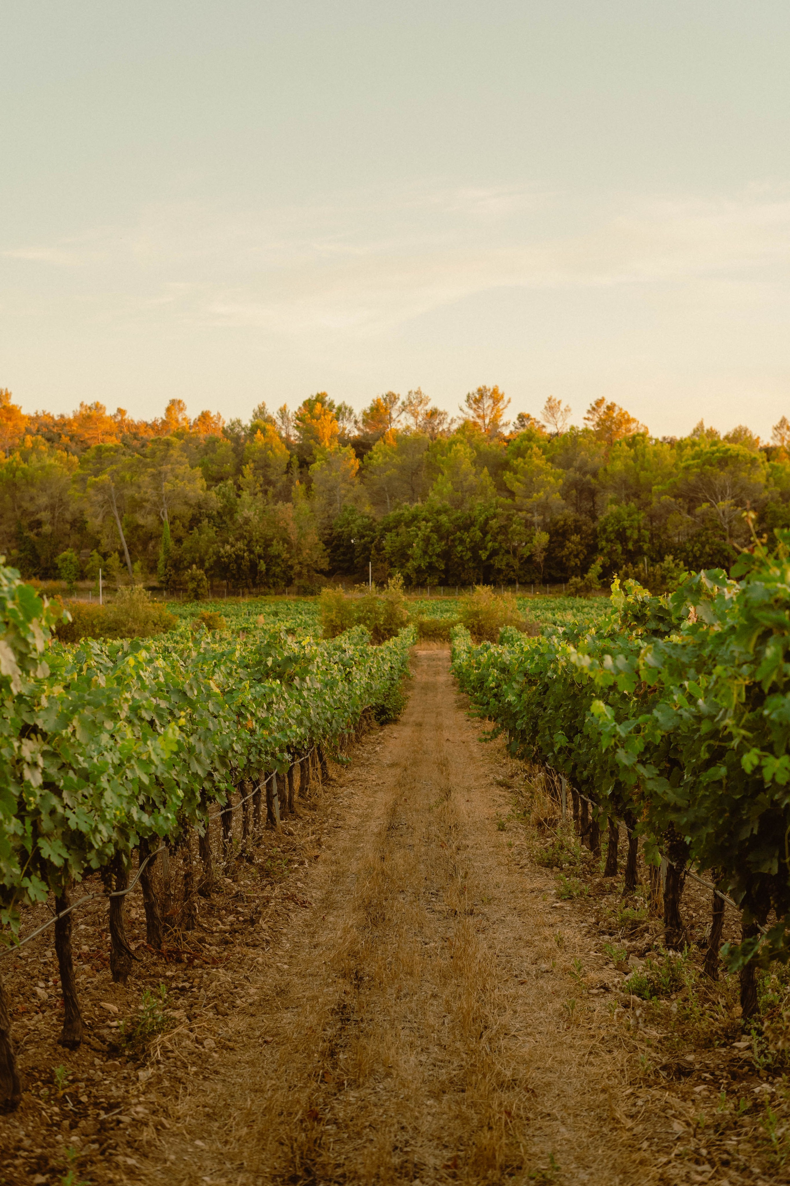 Domaine Gavoty. Weeding photographer / event / portrait