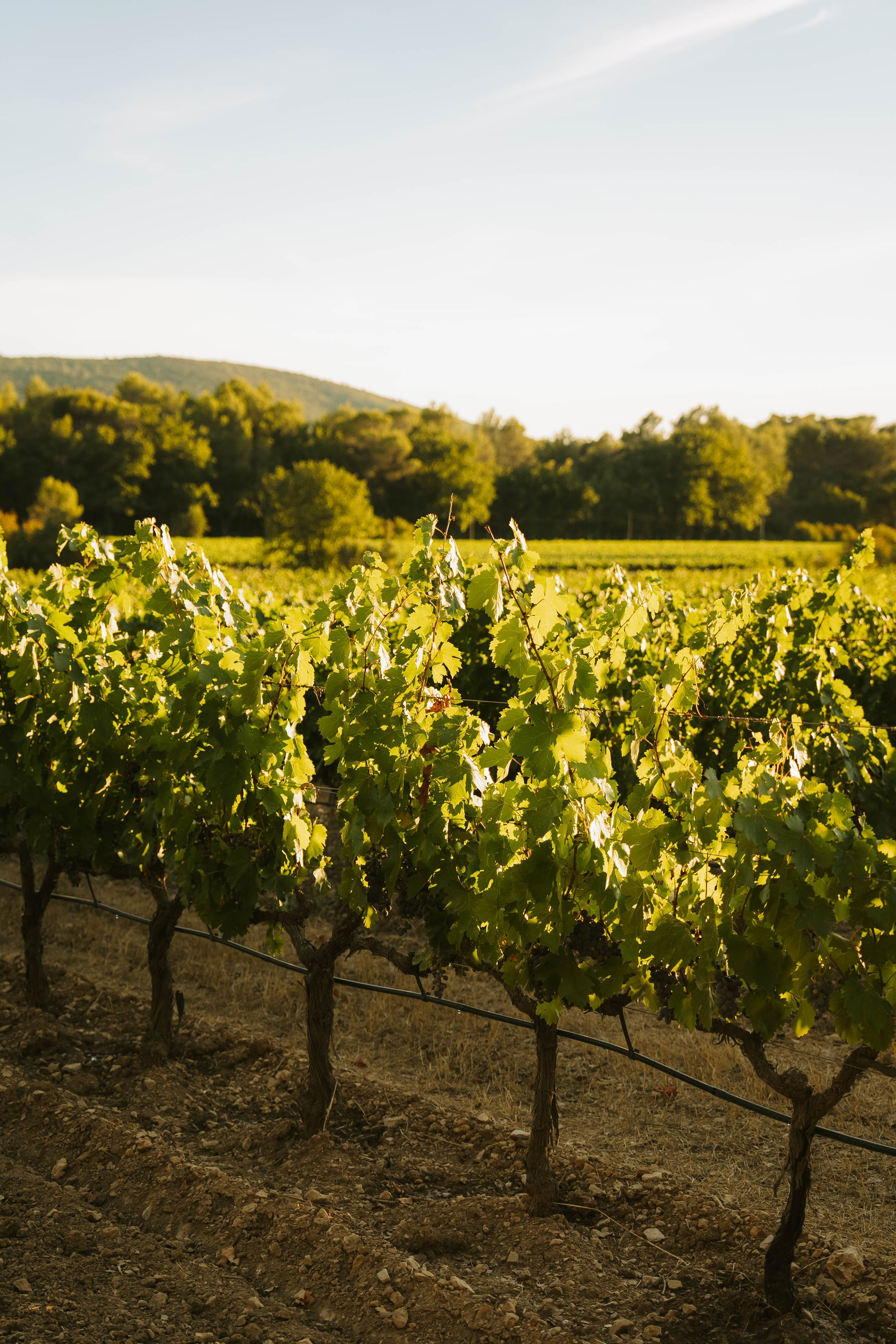Domaine Gavoty. Weeding photographer / event / portrait