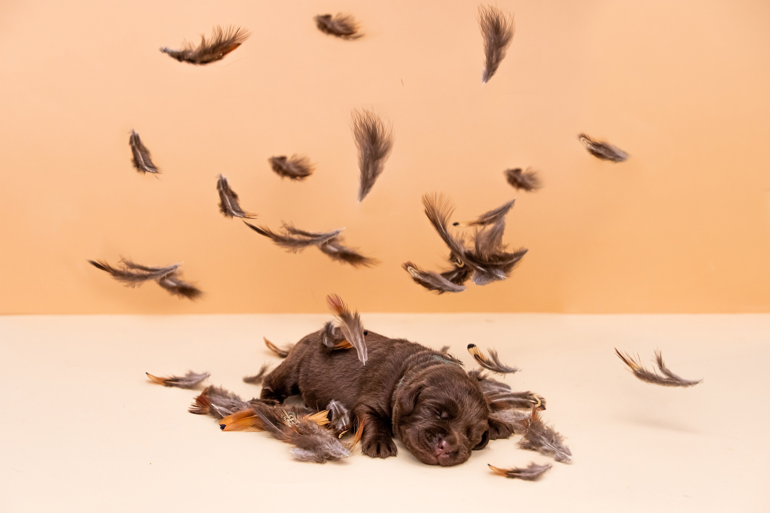 Шоколадний лабрадор ретривер