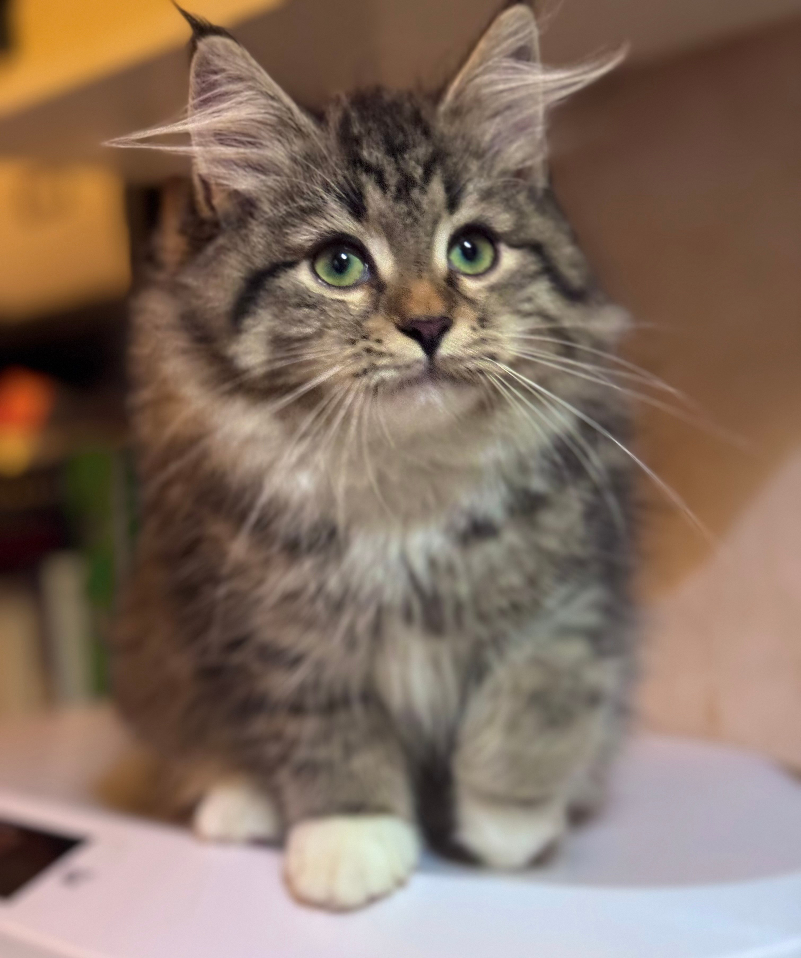 LEMON GREEN SIBERIANS LITTER OTMA