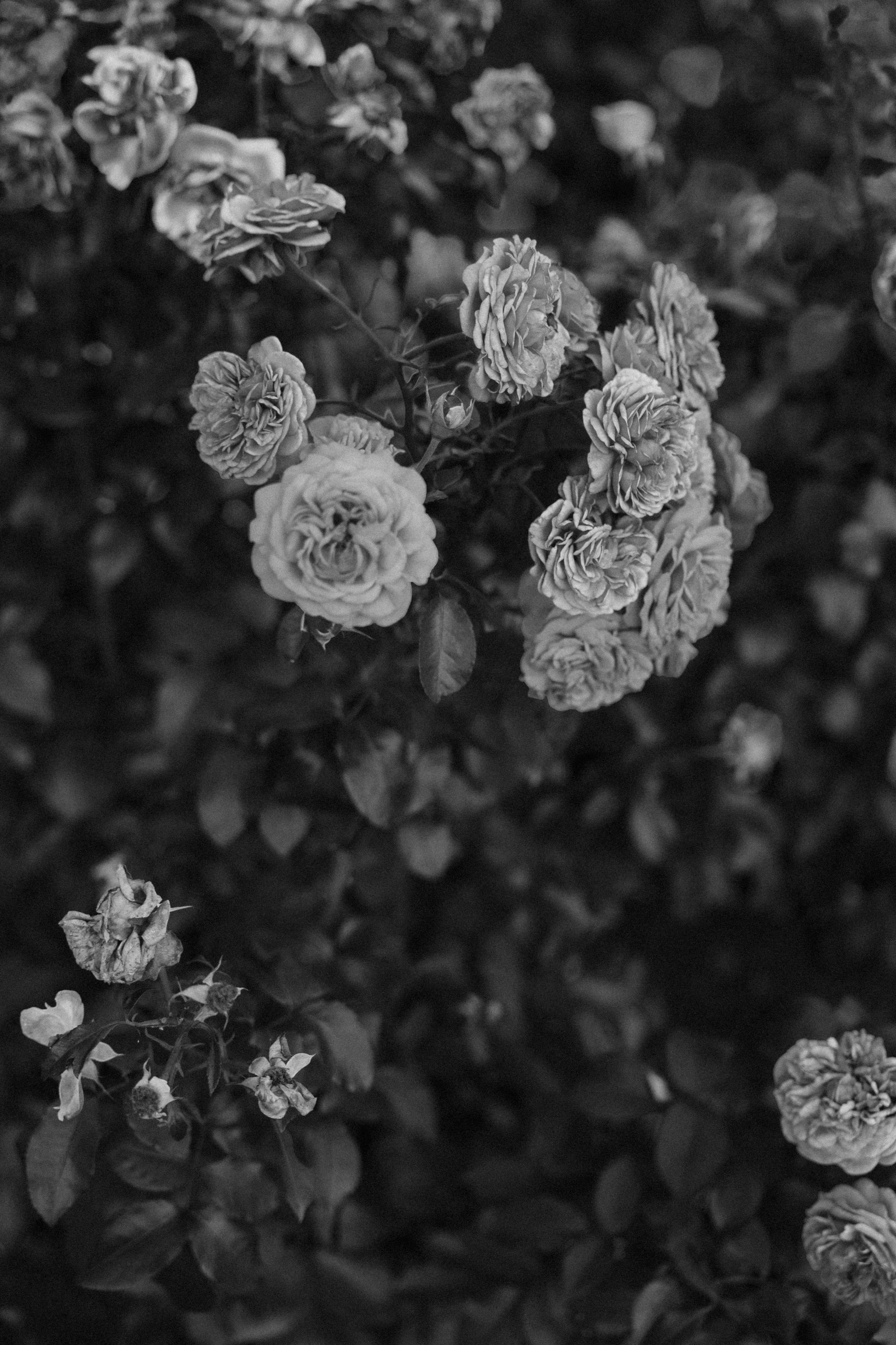 Ieva ir Martynas | Vestuvės Kauno botanikos sode. Vestuvių ir šeimų fotografė Lena Bondarenko / belove photo