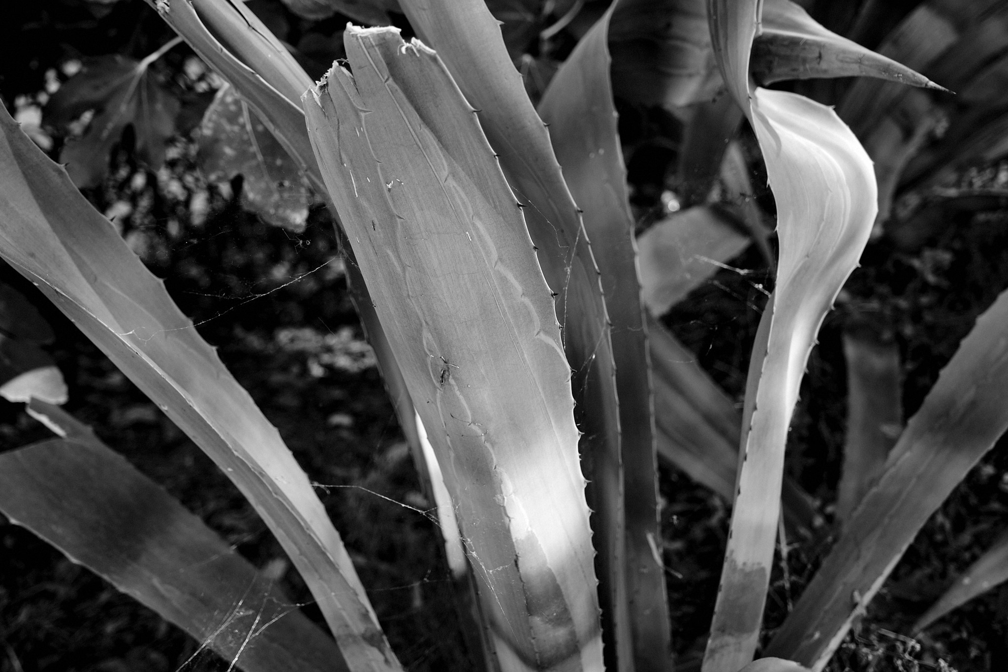 Фотосесія в Чорногорії. Артем. Портретний фотограф Альона Новгородцева