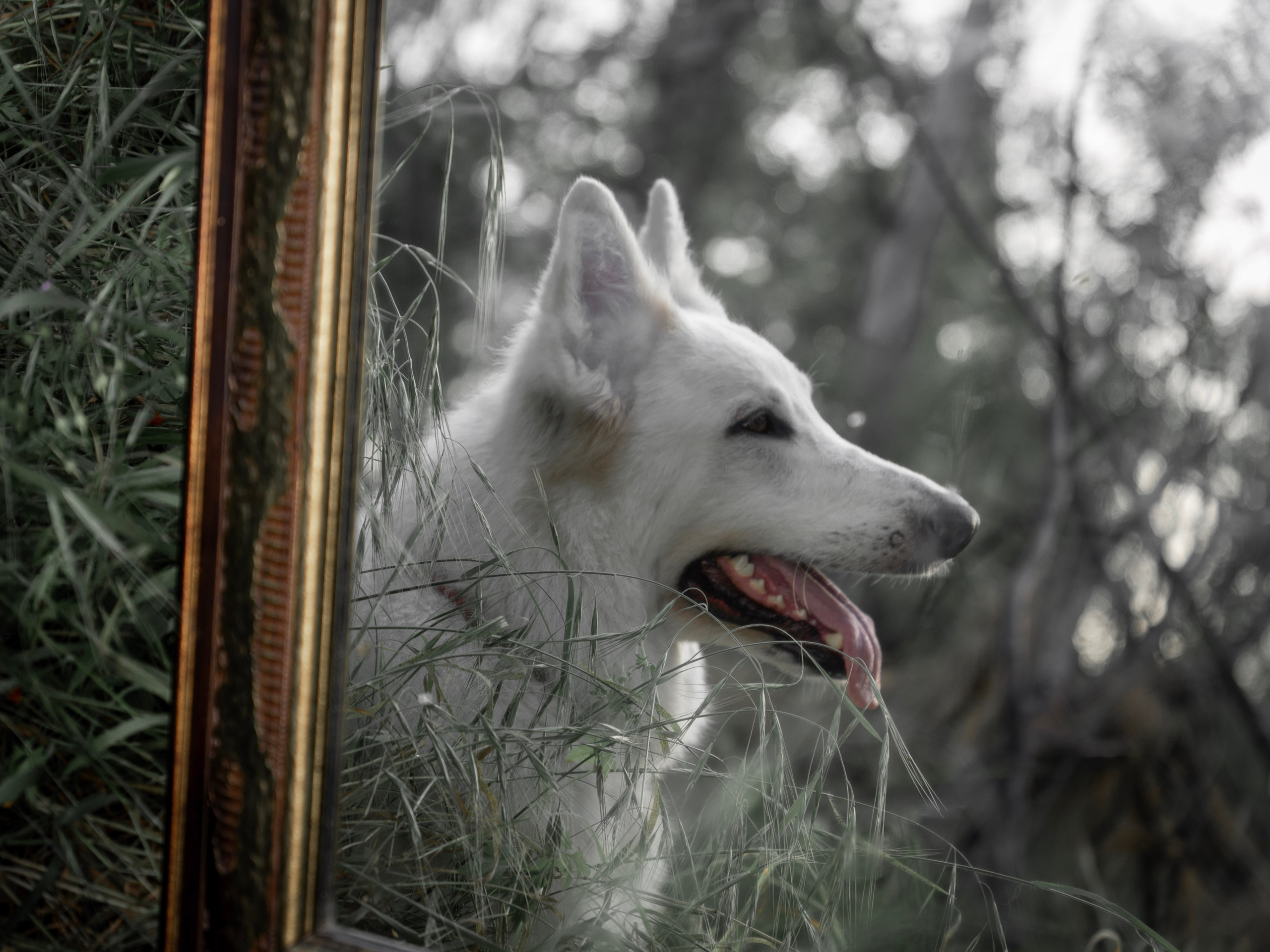 Шельга и Шегги. Главное меню