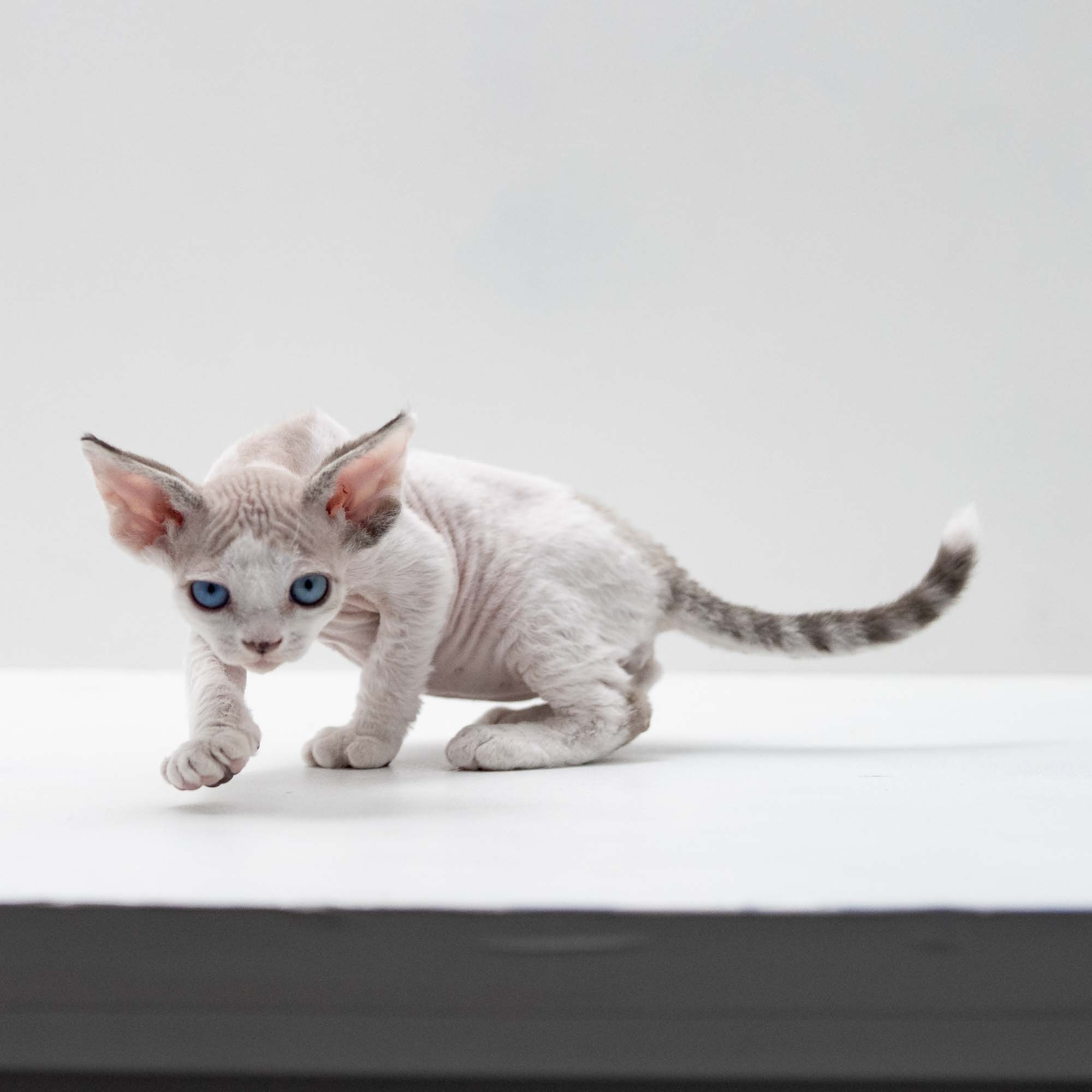 Frosttip, boy, born on 01.01.25. Devon Rex Pixie Cattery