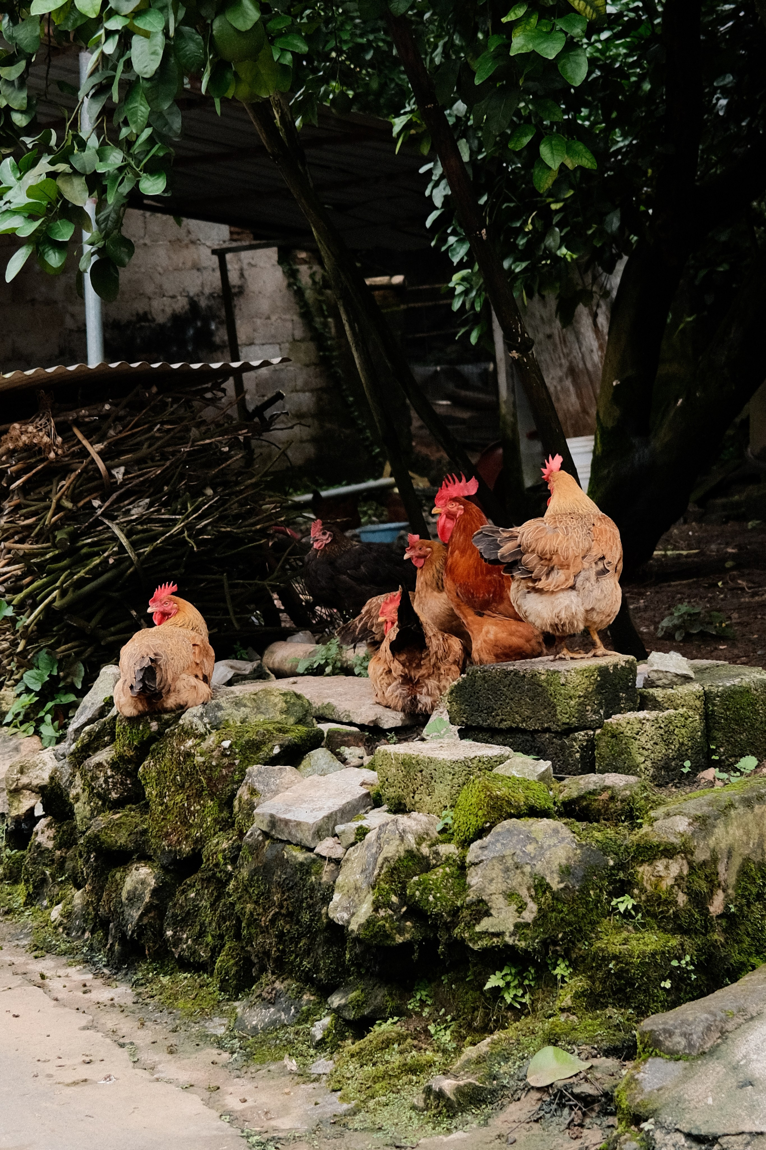 Yangshuo China Guiling. Фотограф В Гуанчжоу и Шэньчжэнь Андрей Лопатин
