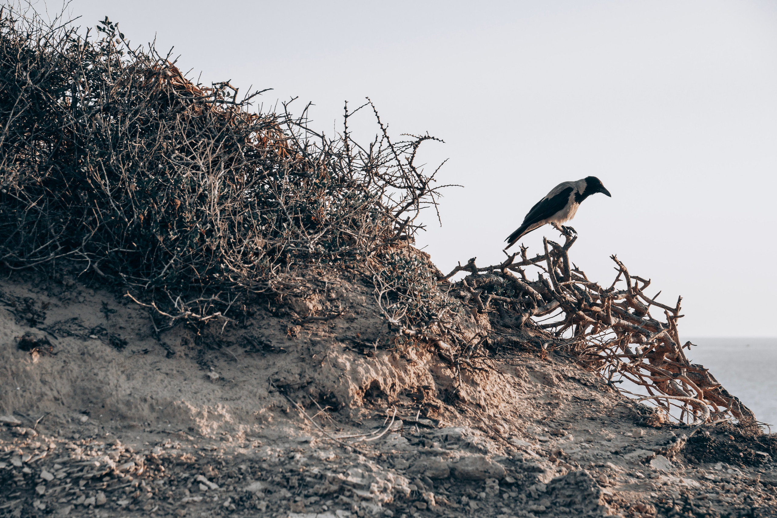 Crow. Главное меню