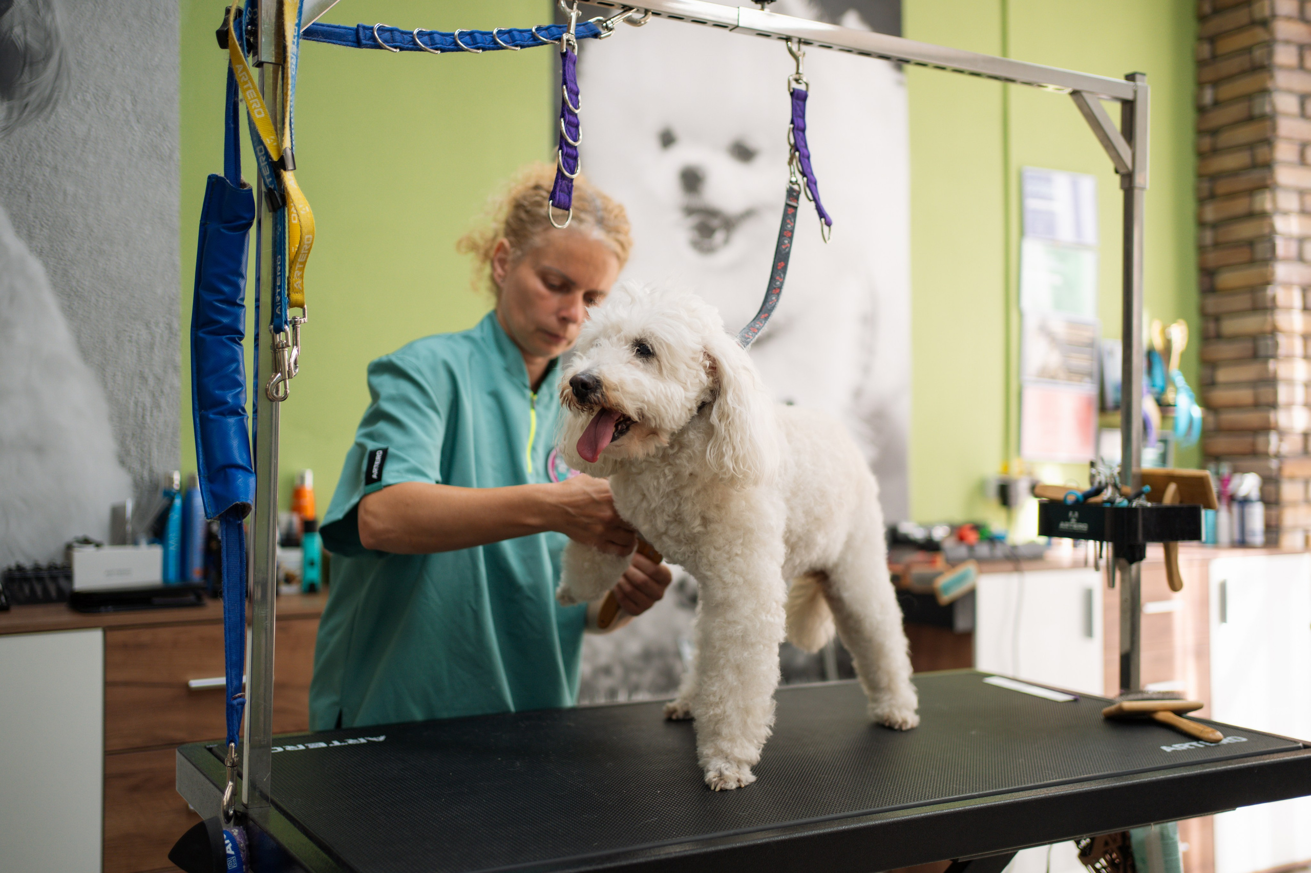 PetGroom Timisoara. Cozac Cristian Photographer