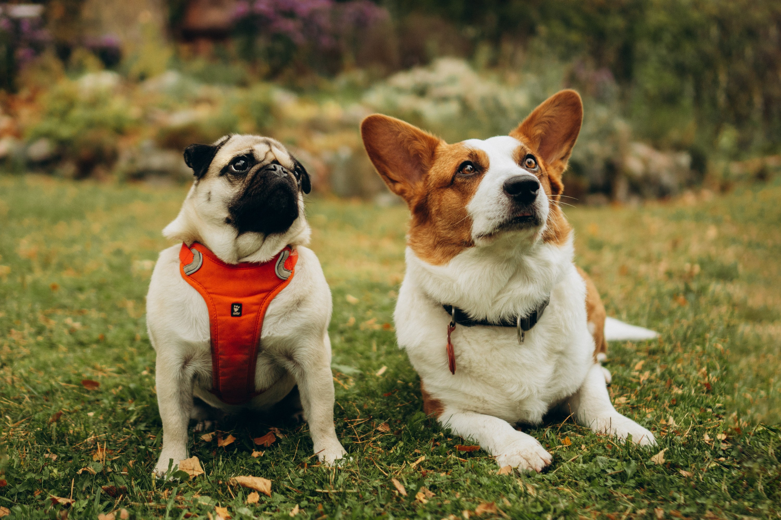 Jelena and her Sandy, Pug and Katja and her Safiir, Cardigan Welsh Corgi. Kat Laisaar — Pet photographer in Tallinn