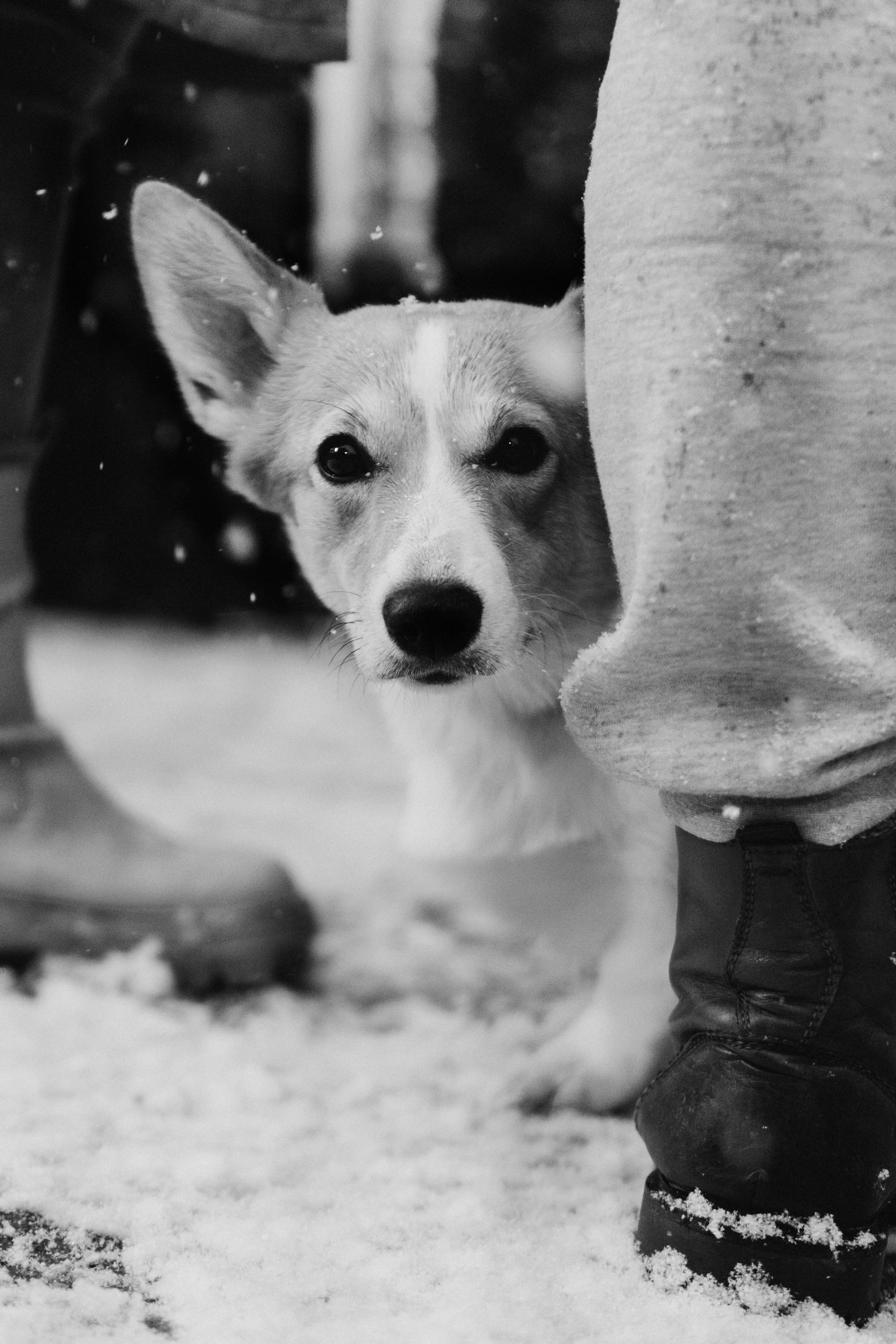 Dog Street Photography in Estonia. Kat Laisaar — Pet photographer in Tallinn