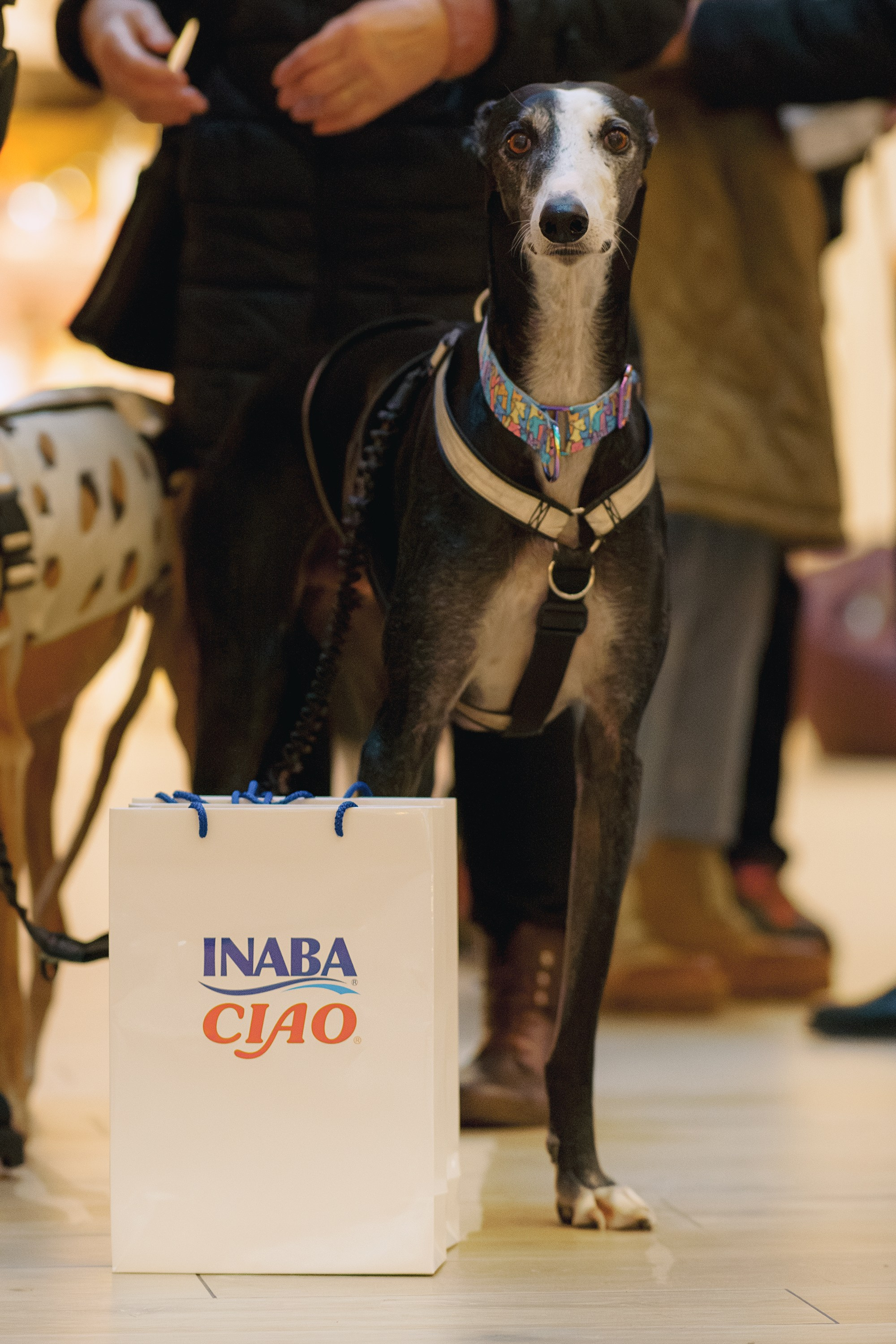 GalgoTreff / Solaris keskus 16 november. Kat Laisaar — Pet photographer in Tallinn