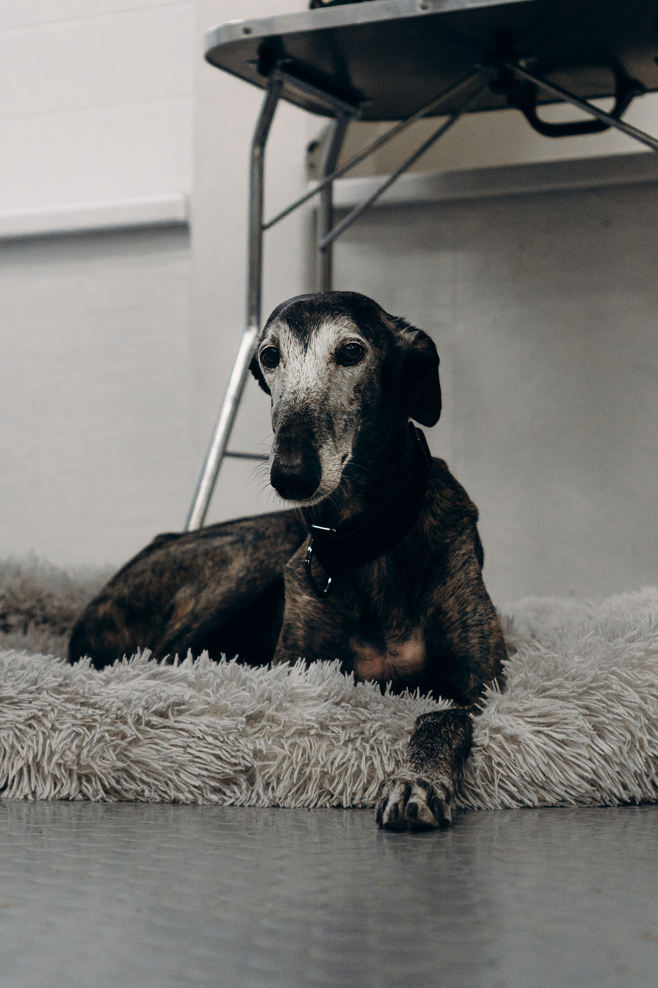 Galgotreff, 9 feb. 2025. Kat Laisaar — Pet photographer in Tallinn