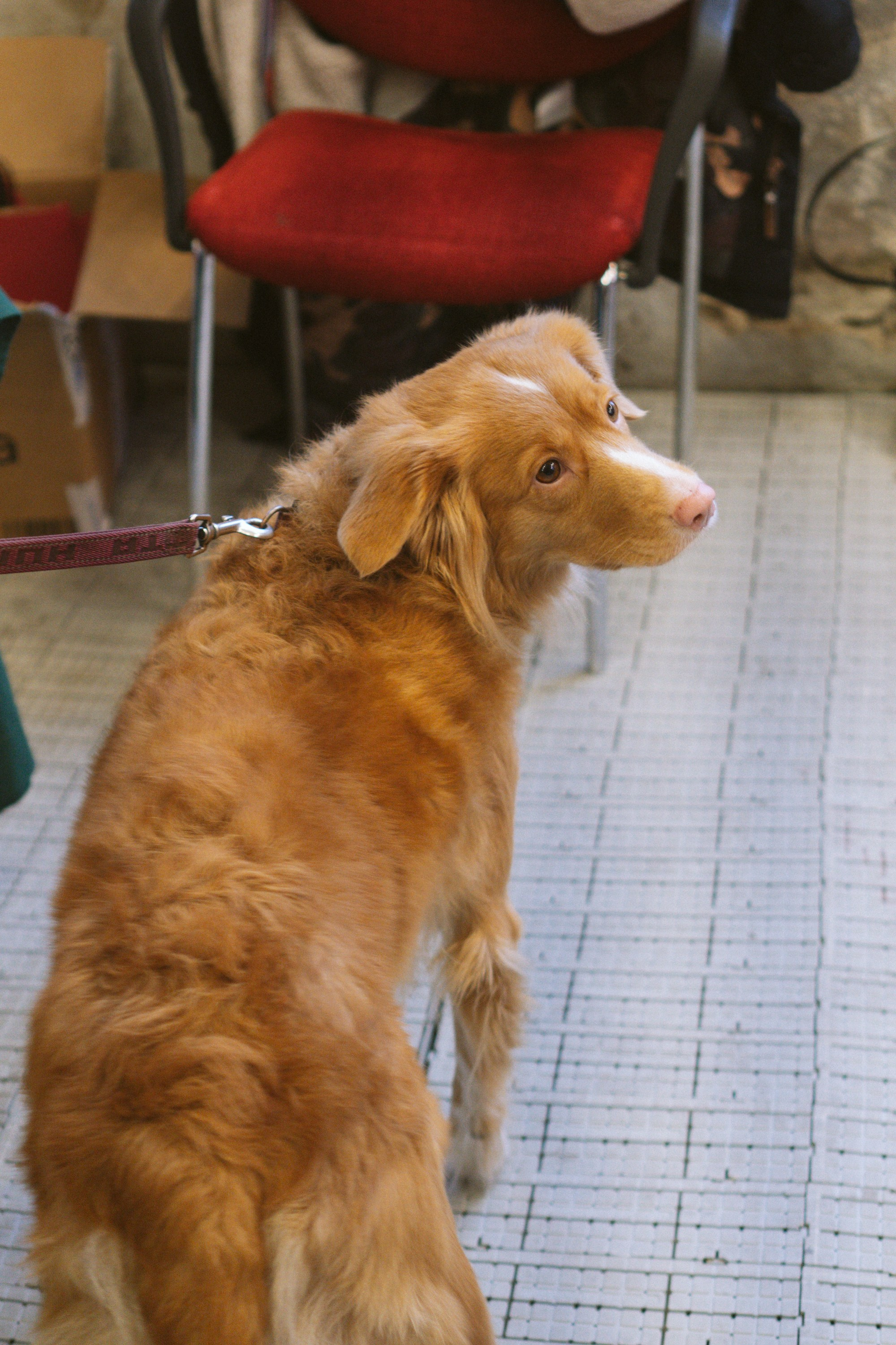 Corgi Fest, Christmas edition. Kat Laisaar — Pet photographer in Tallinn