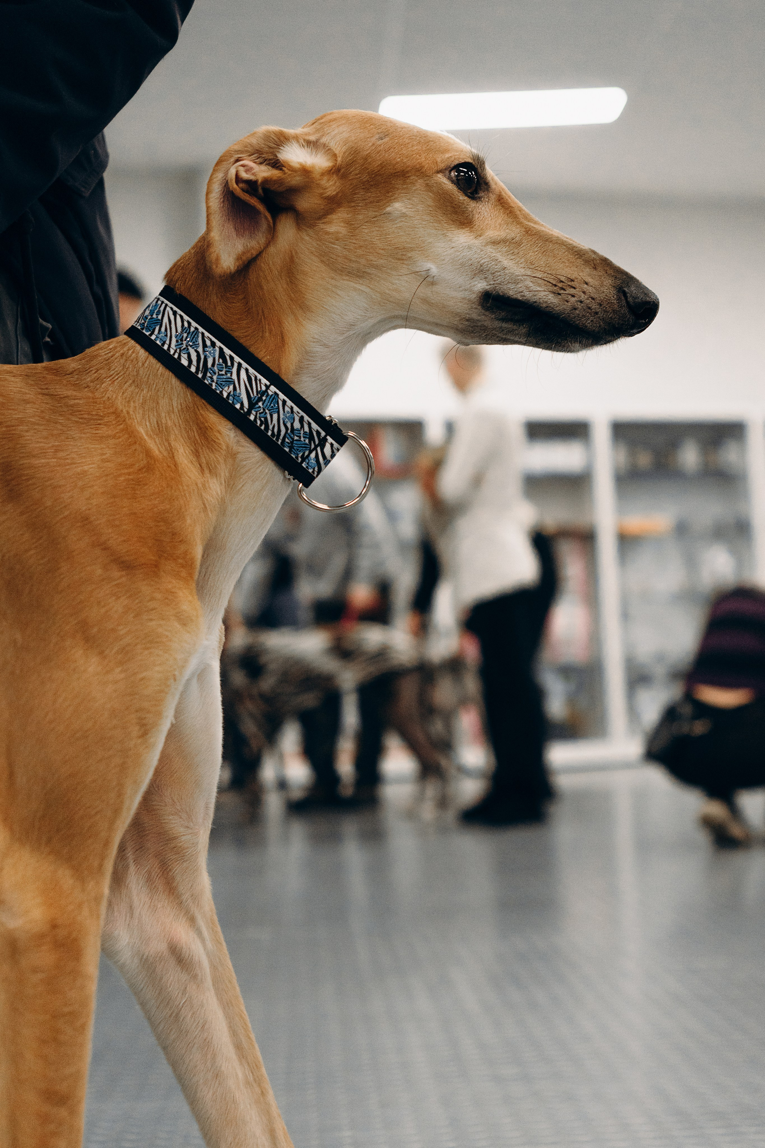 Galgotreff, 9 feb. 2025. Kat Laisaar — Pet photographer in Tallinn