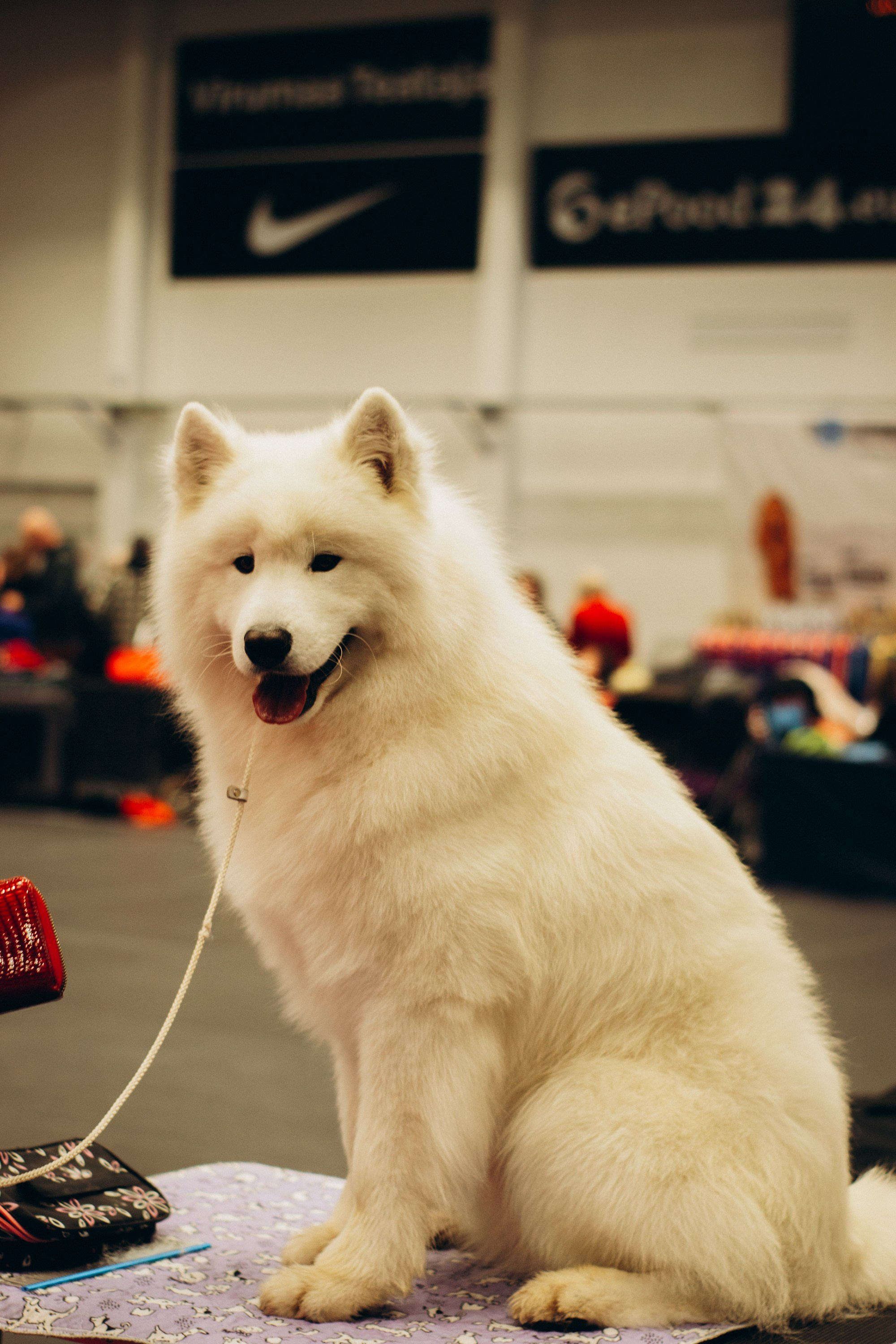 Rakvere Dog Show. Kat Laisaar — Pet photographer in Tallinn