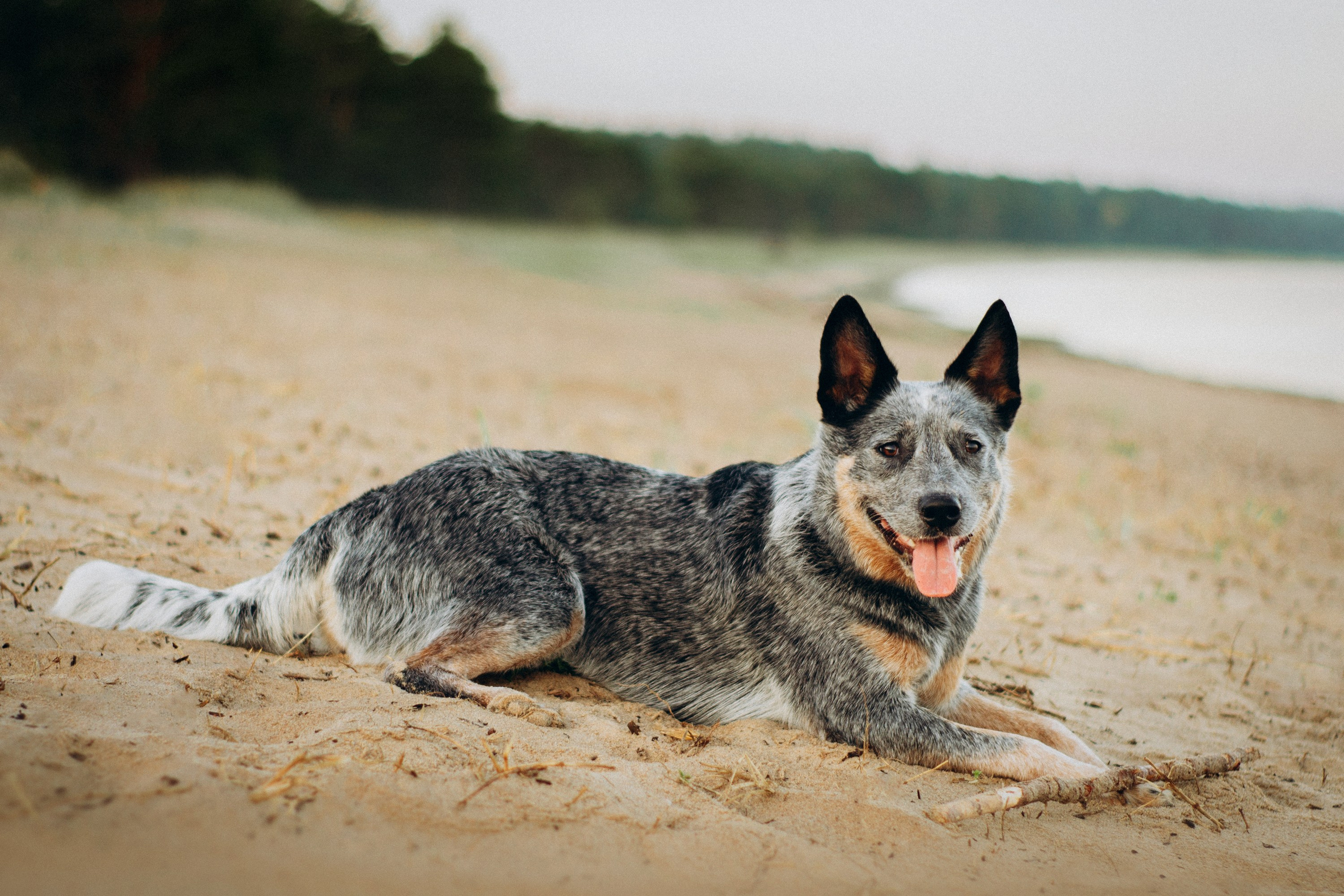 Dakota, Australian Cattle Dog. Kat Laisaar — Pet photographer in Tallinn