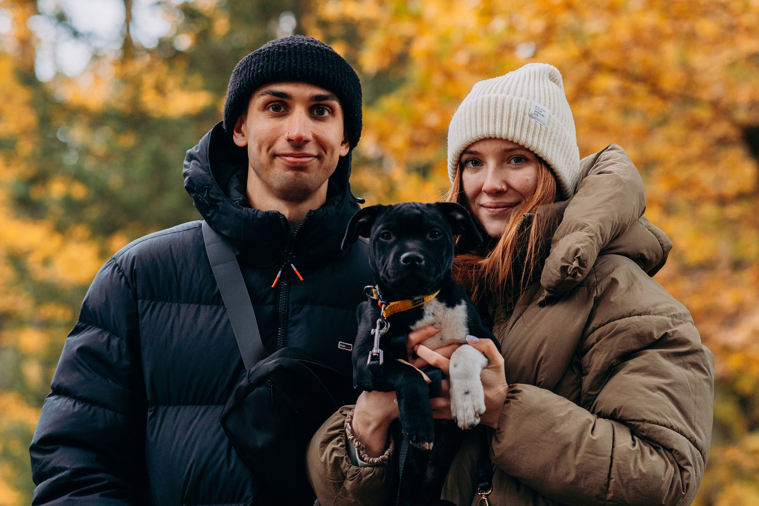 Staffordshire Bull Terriers Meetup. Kat Laisaar — Pet photographer in Tallinn