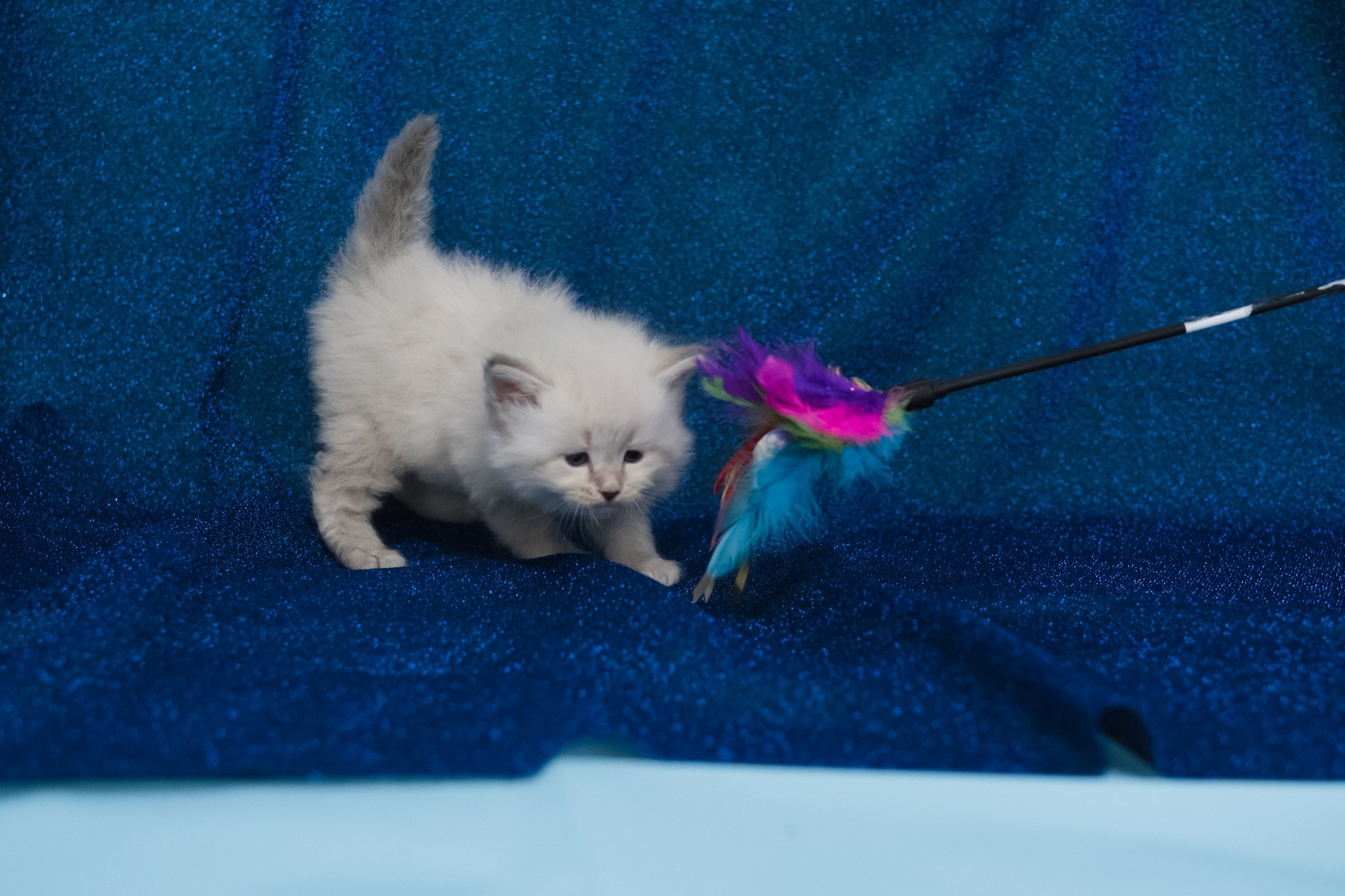 N-Altair. SIBERIALIS: Katzenzucht von Sibirischen und Neva Masquarade Katzen
