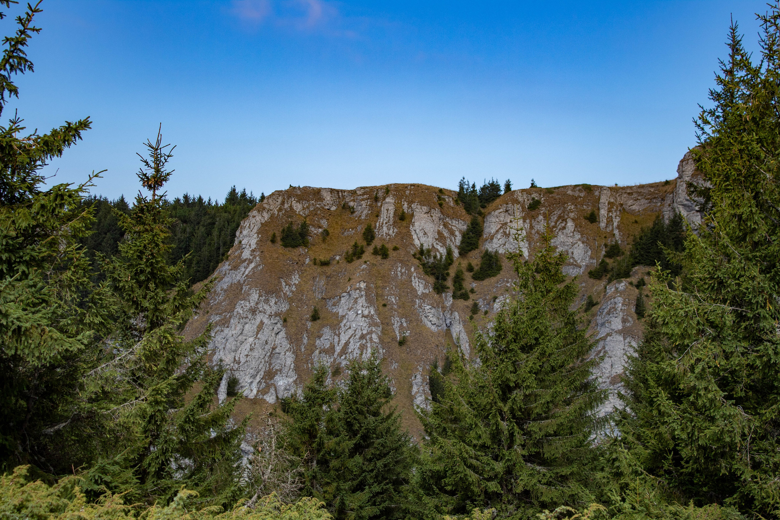 Tall pine trees in front of dramatic rocky cliffs under a blue sky in the mountains.