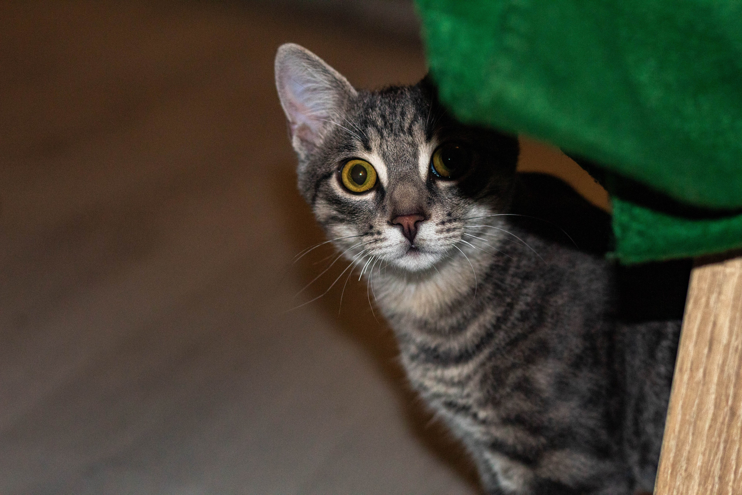 Cat peeking from behind a green blanket in a wooden-floored room.