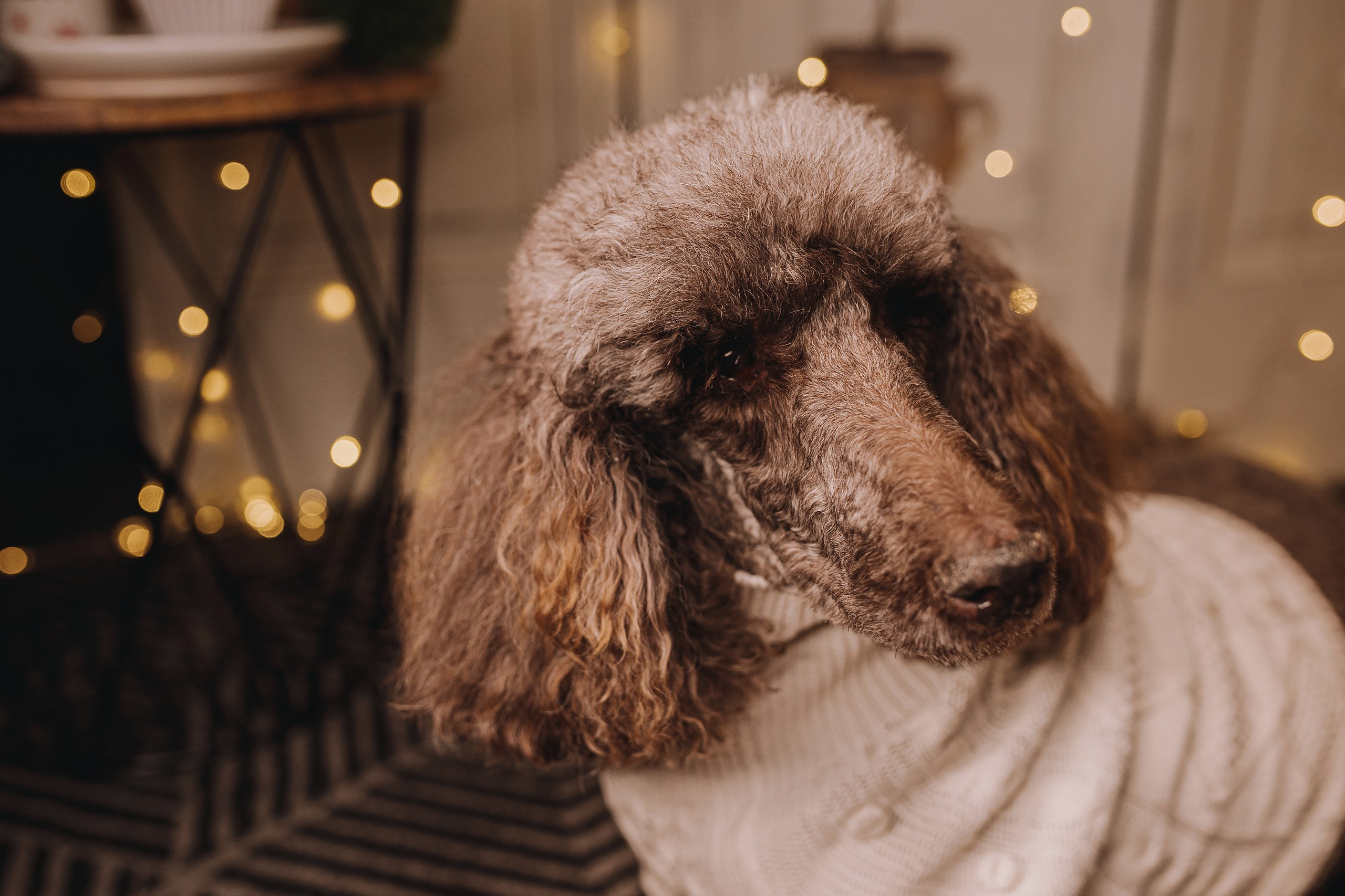 09.12.2023 Christmas Photoshoot. Wedding family event photographer in Chicago Nick Yushevich