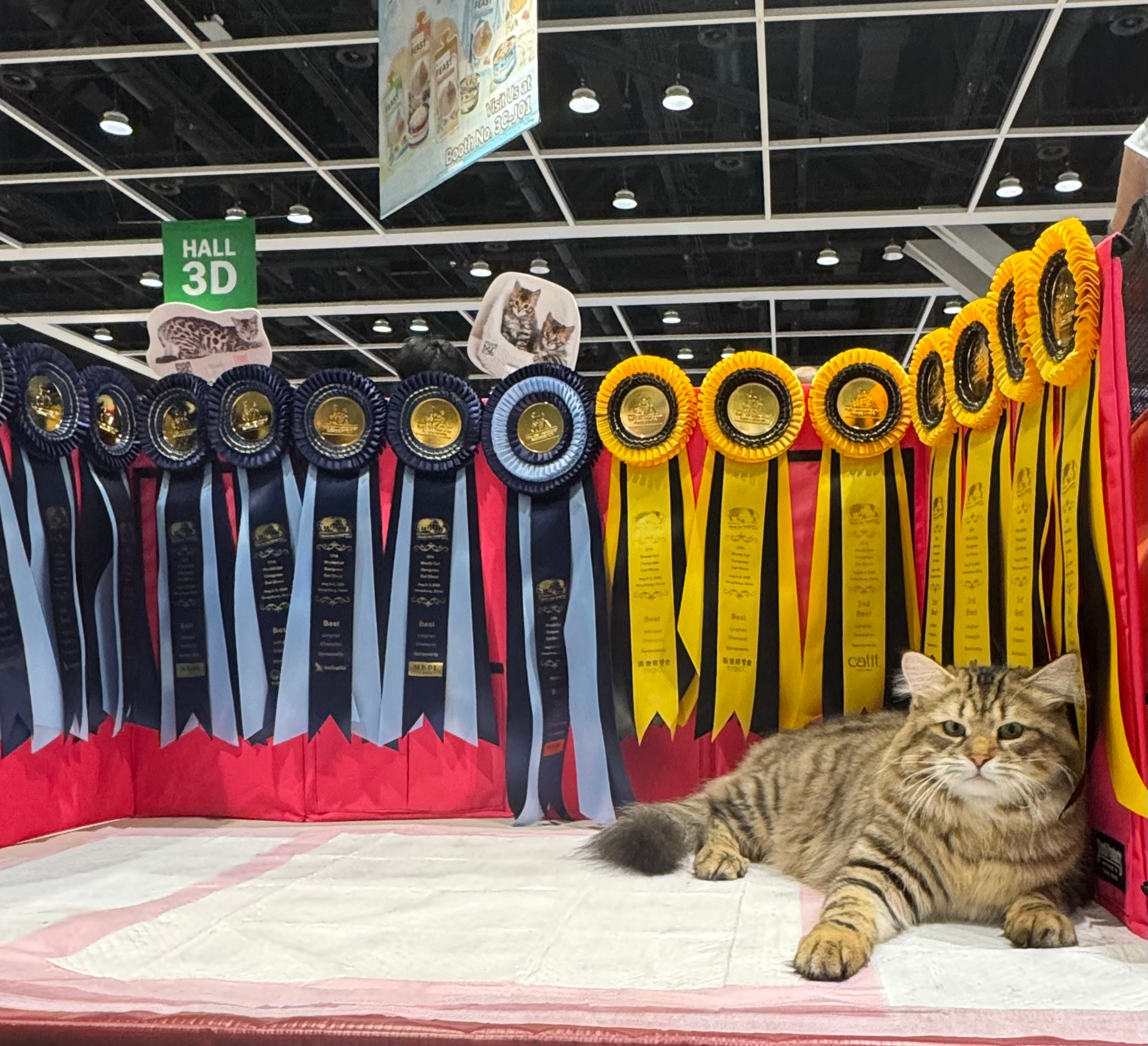 🥇 The very first one-show-grand Siberian Cat (half show grand point) in the Champion Class in Hong Kong, historically. Shout out to the breeder for offering me such a phenomenal stud cat ❤️*Besides this achievement in CFA, Chudo was also a one-show-grand in TICA last season