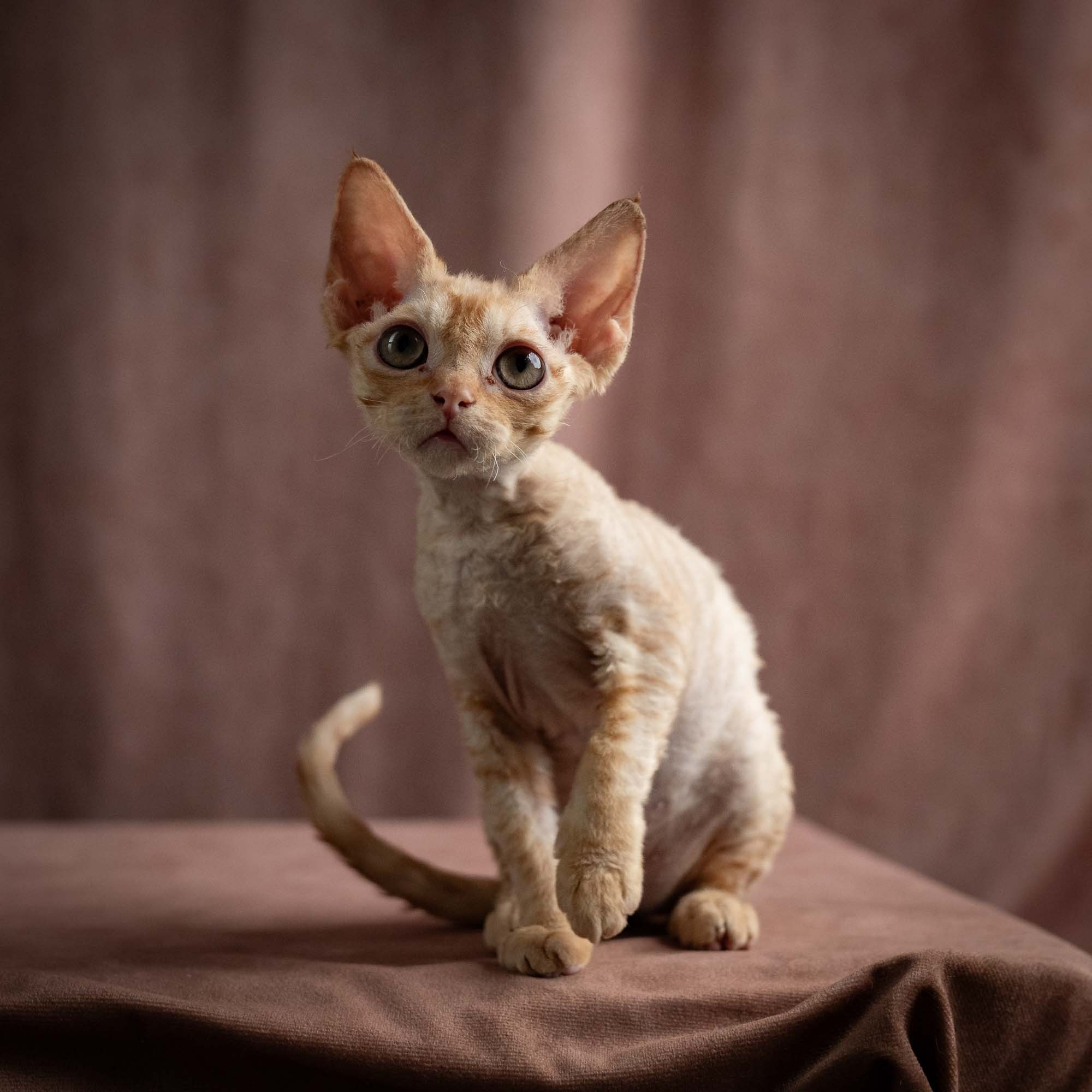 Piper, girl, born 02.11.26. Devon Rex Pixie Cattery