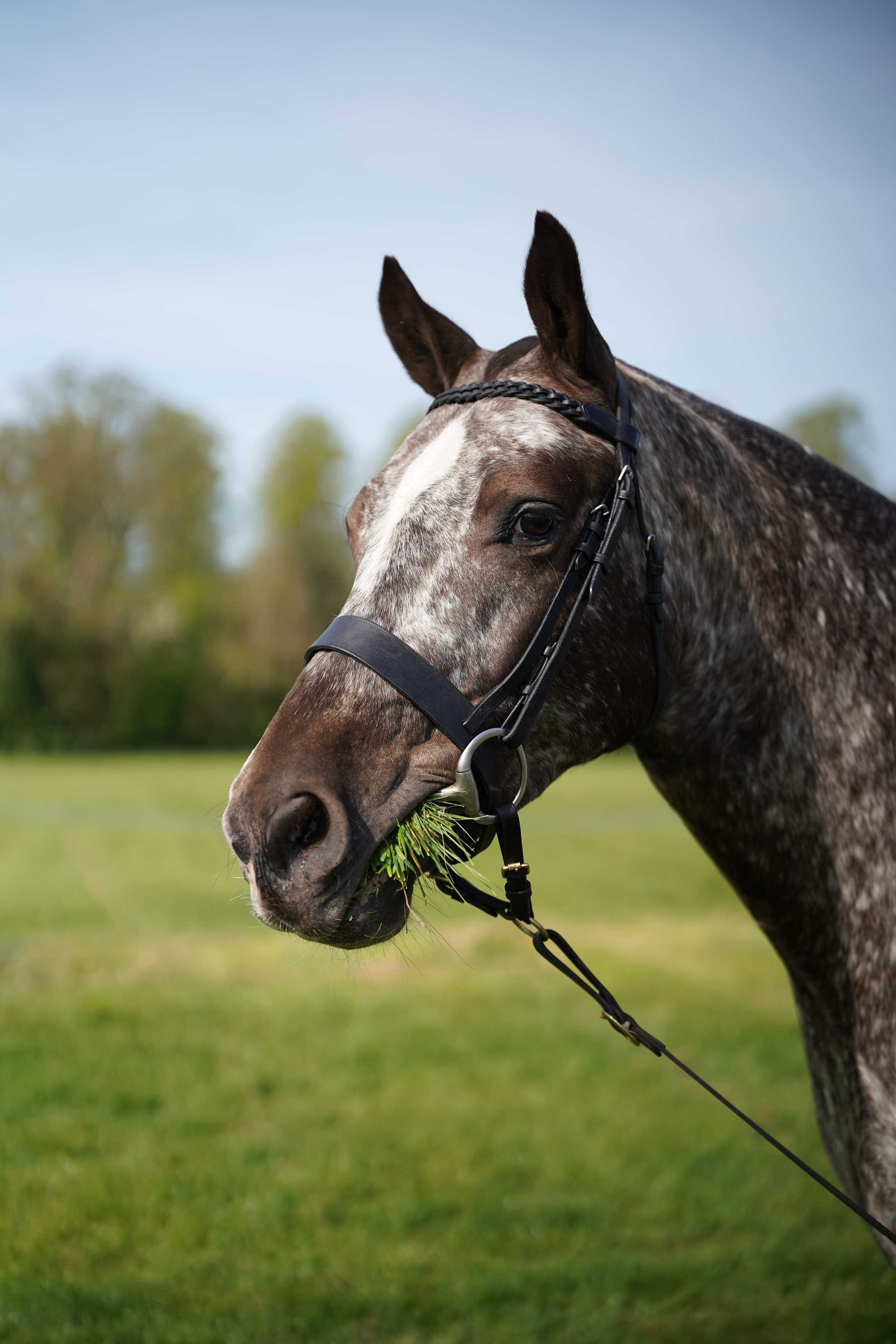 Headshots. Leicestershire Equine Photography by El | Authentic Equine Portraits & Events