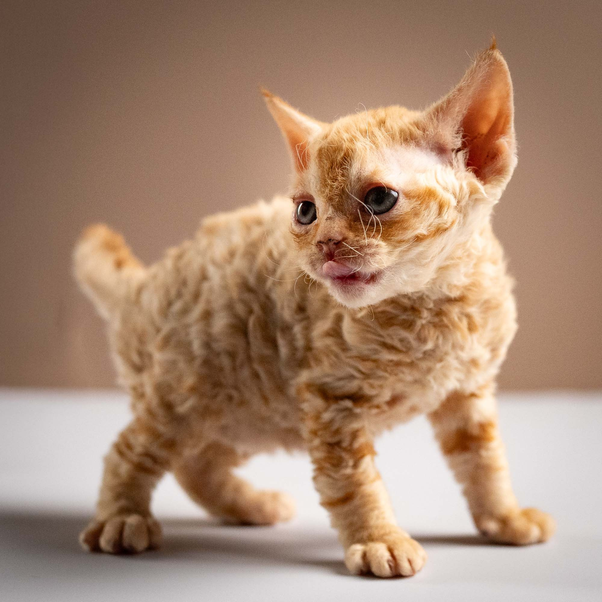 Piper, girl, born 02.11.26. Devon Rex Pixie Cattery