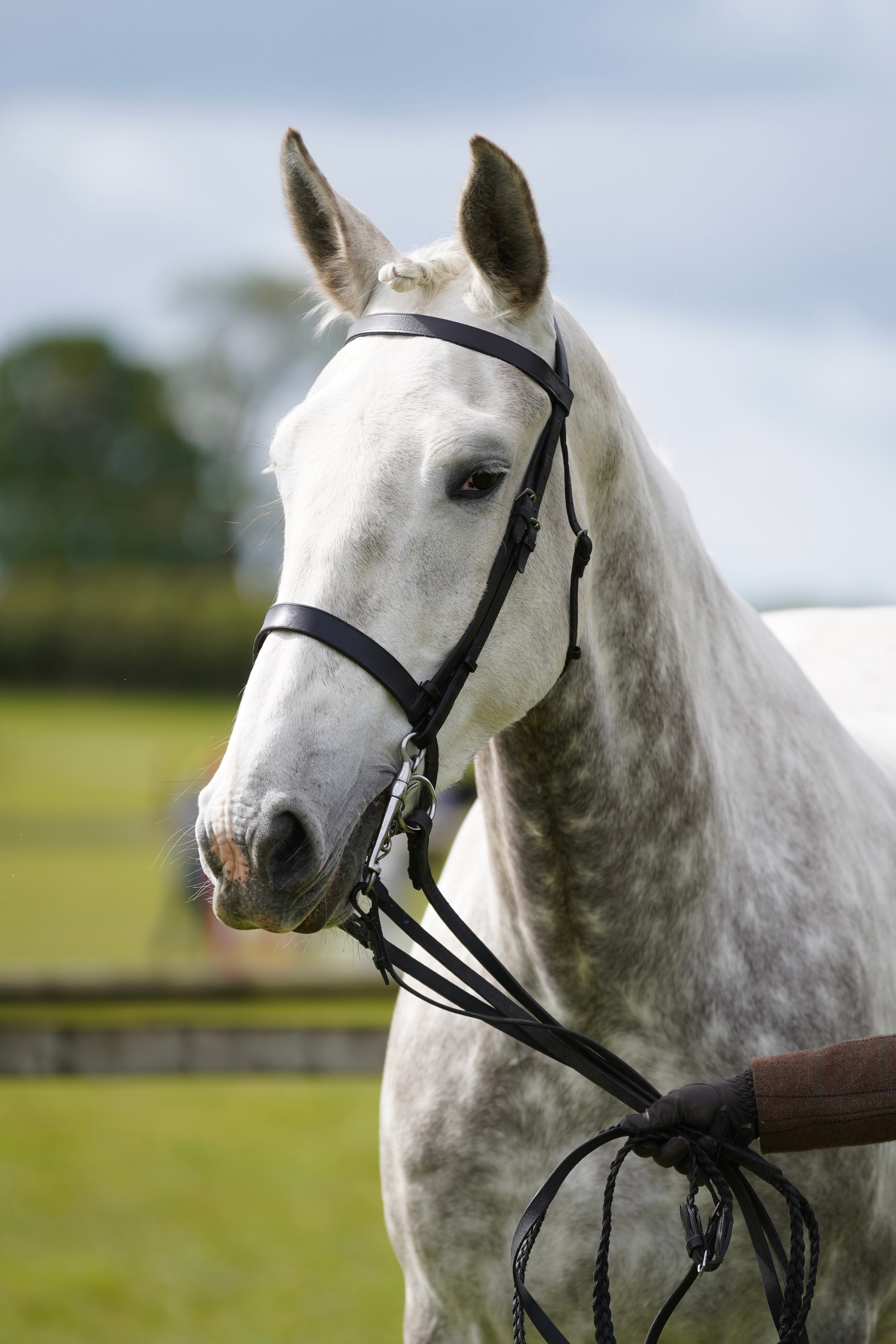 Headshots. Leicestershire Equine Photography by El | Authentic Equine Portraits & Events