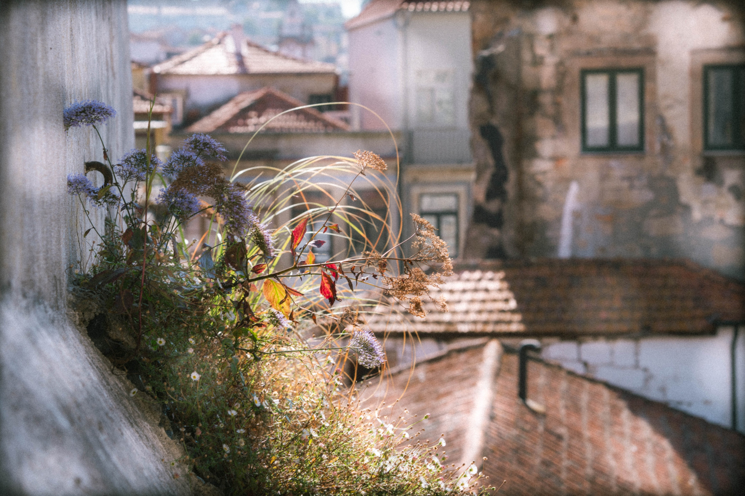 Porto, Agosto 2024. Alba del Norte Studio