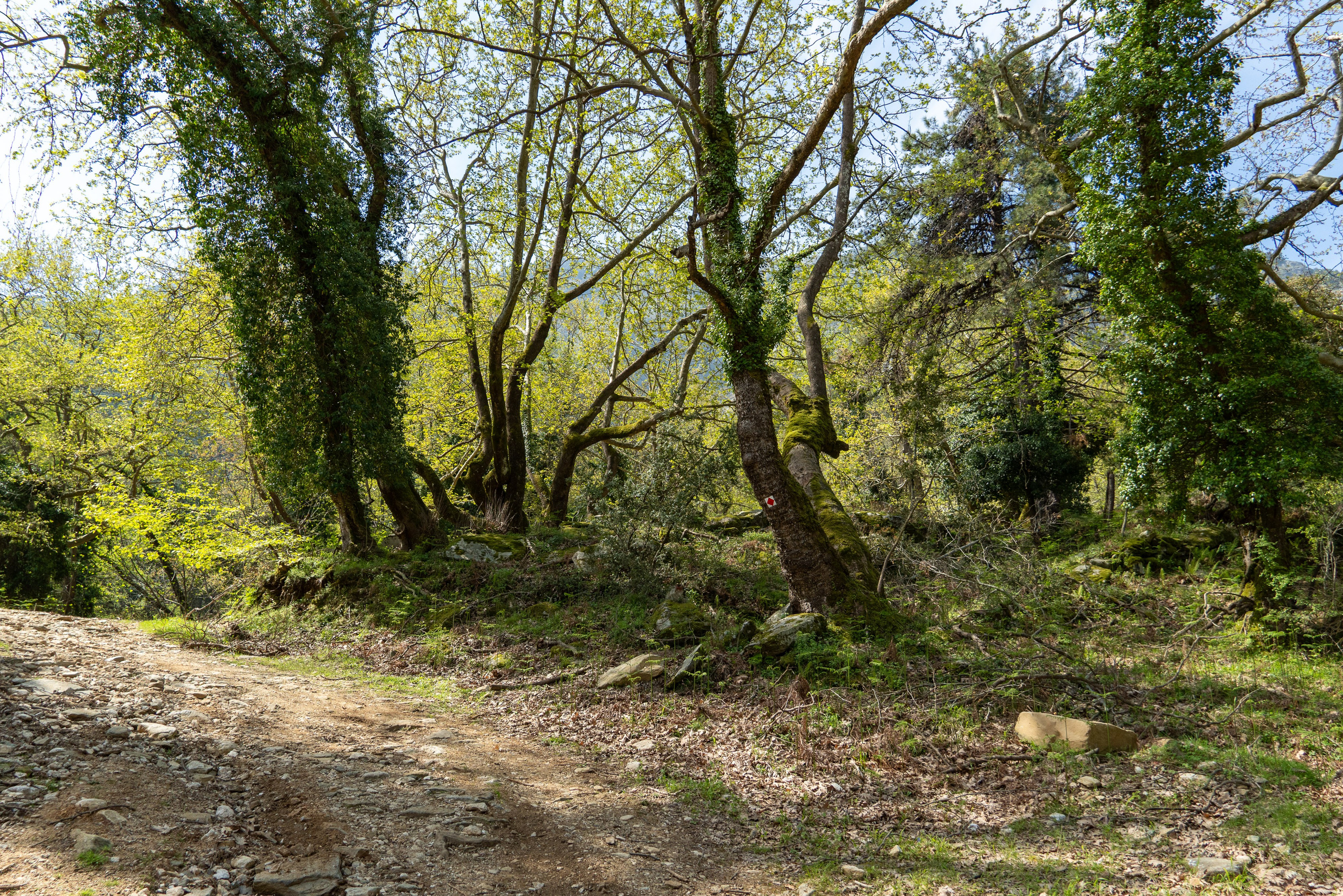 Thasos 2025. Fotografiideplacere.net