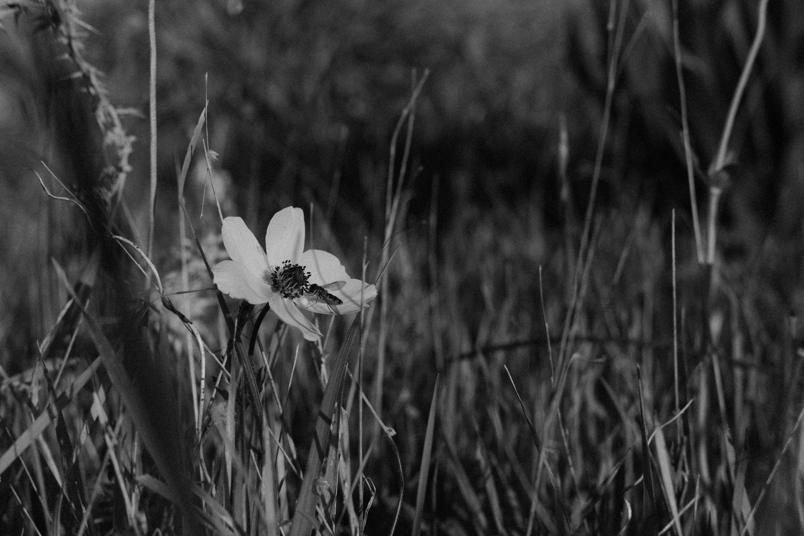Flower and Bee in Black & White Photography | Paphos City | Cyprus