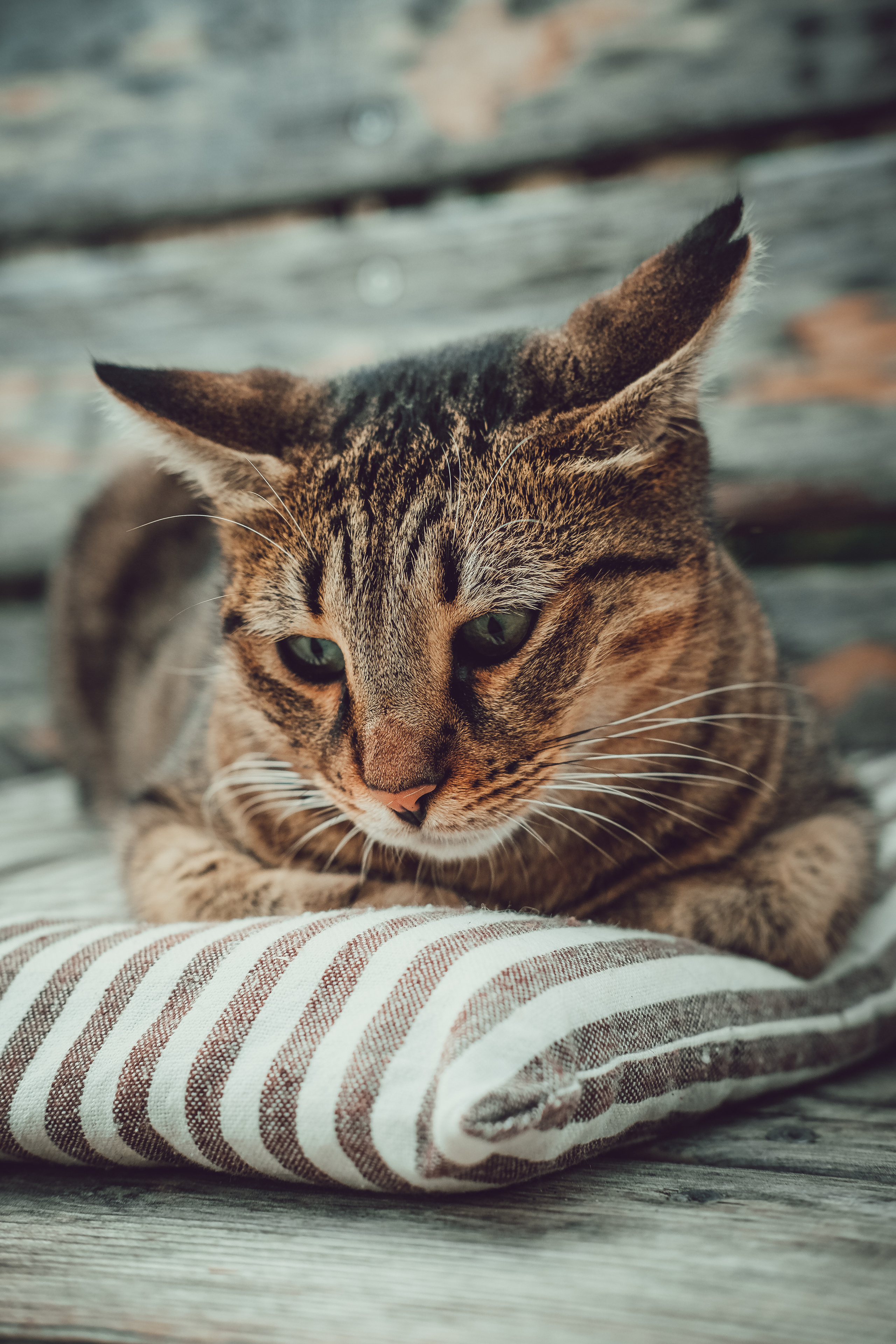 Stray Cat | Limassol | Cyprus | YuKo Photography