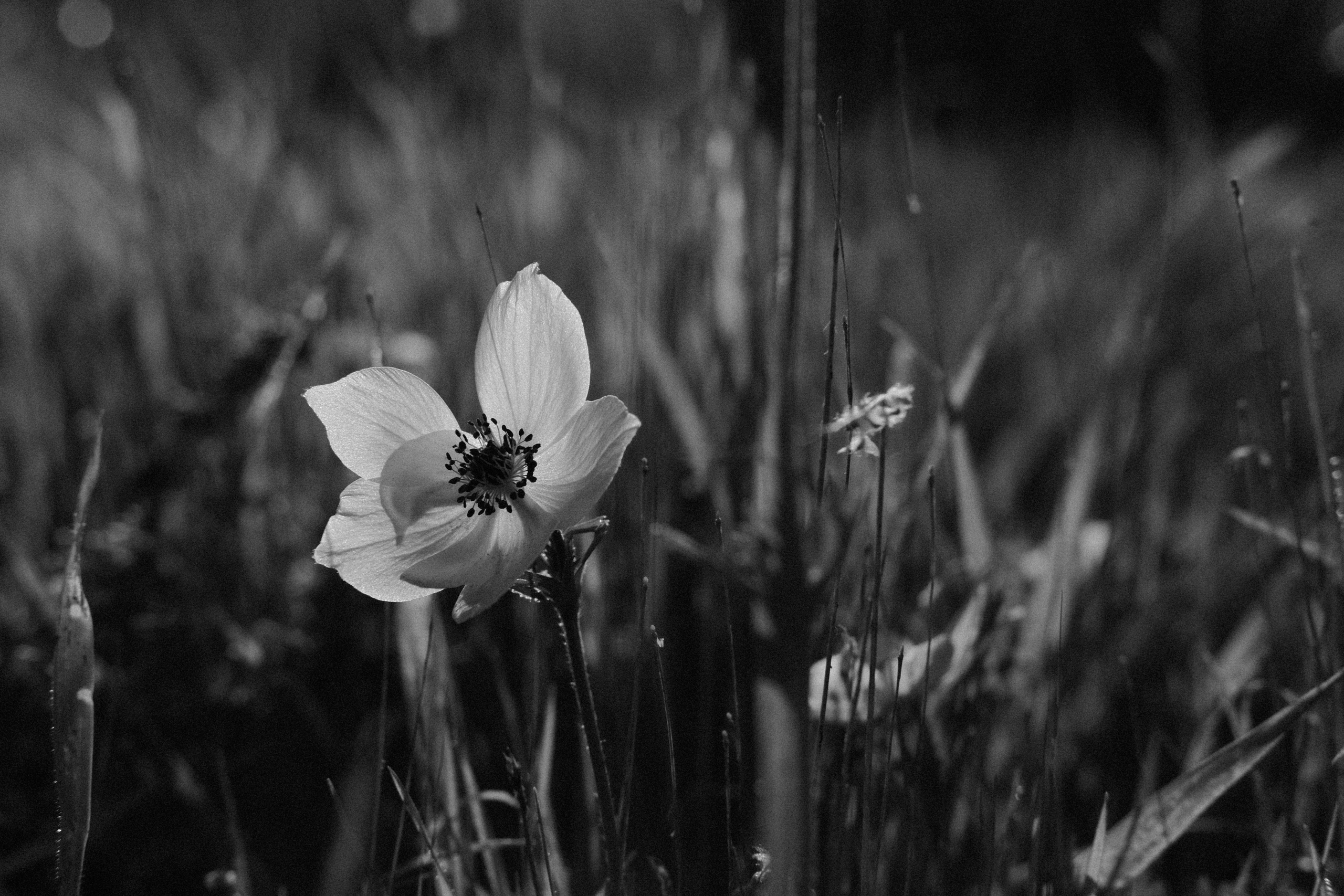 Flower in Black and White | Paphos City | Cyprus