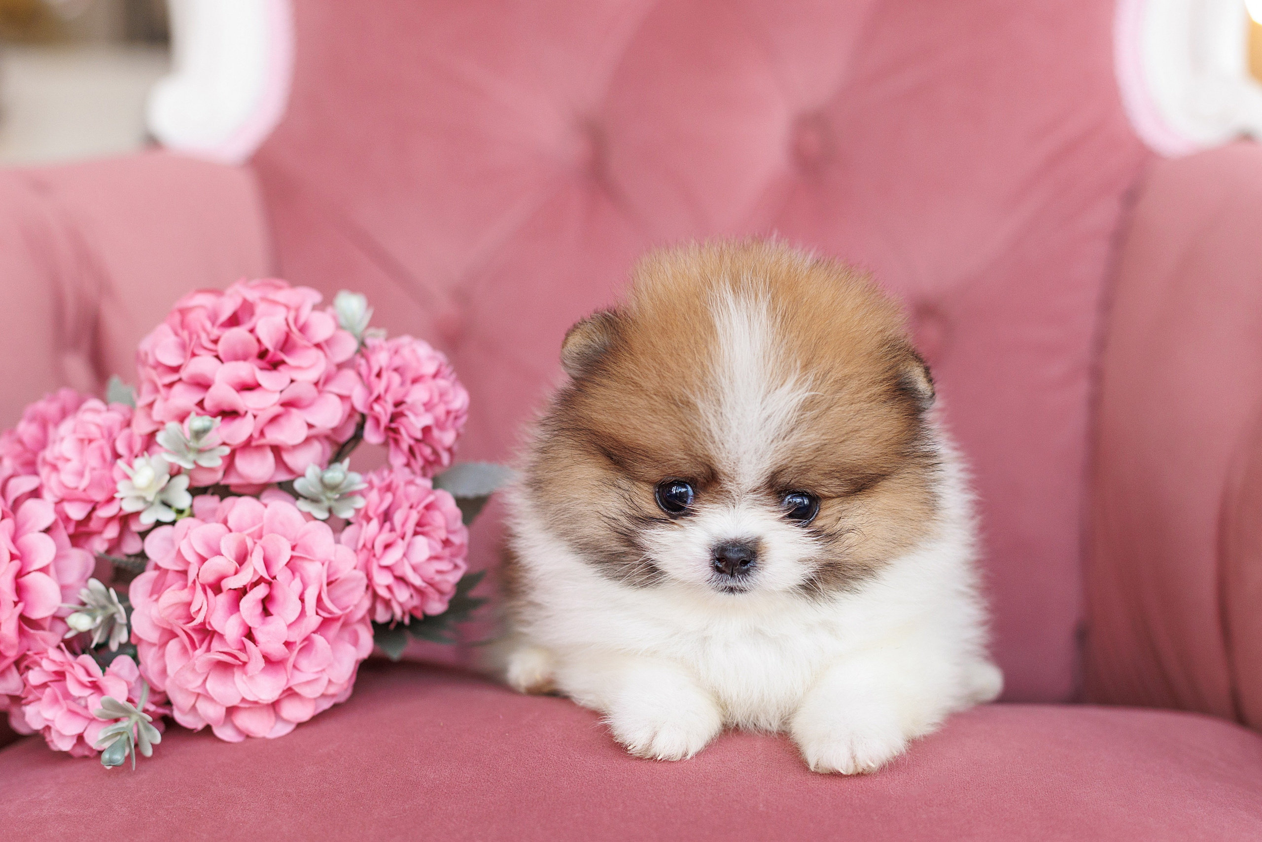 Pomeranian puppies. Семейный фотограф в Кишинёве Пулькина Ольга