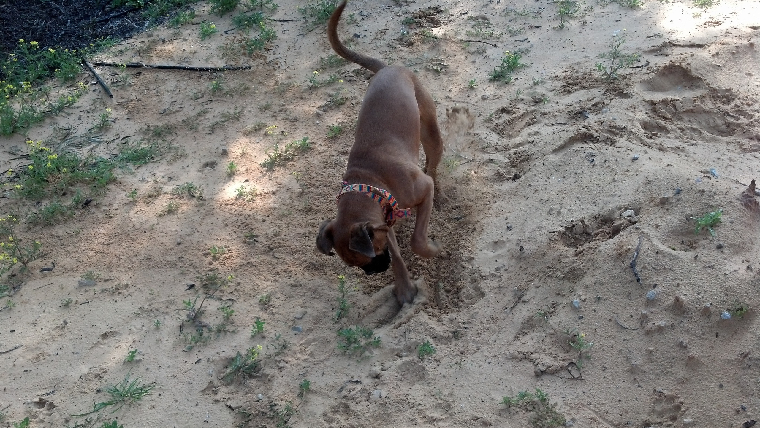 My ״Star״ Boxer Dog