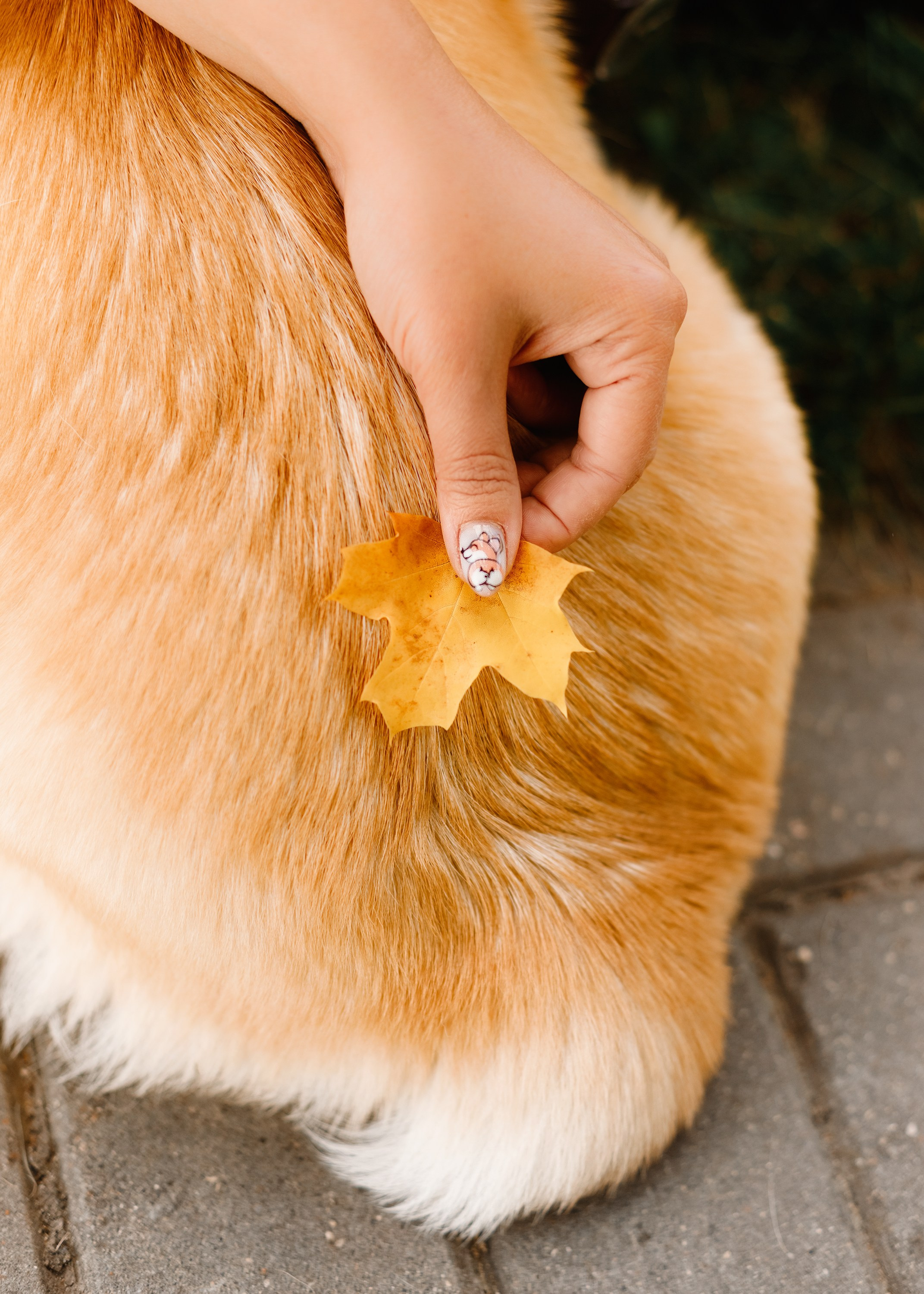 Summer photo day for dog handler. Kaja | fotograf we Wrocławiu | ludzie i psy