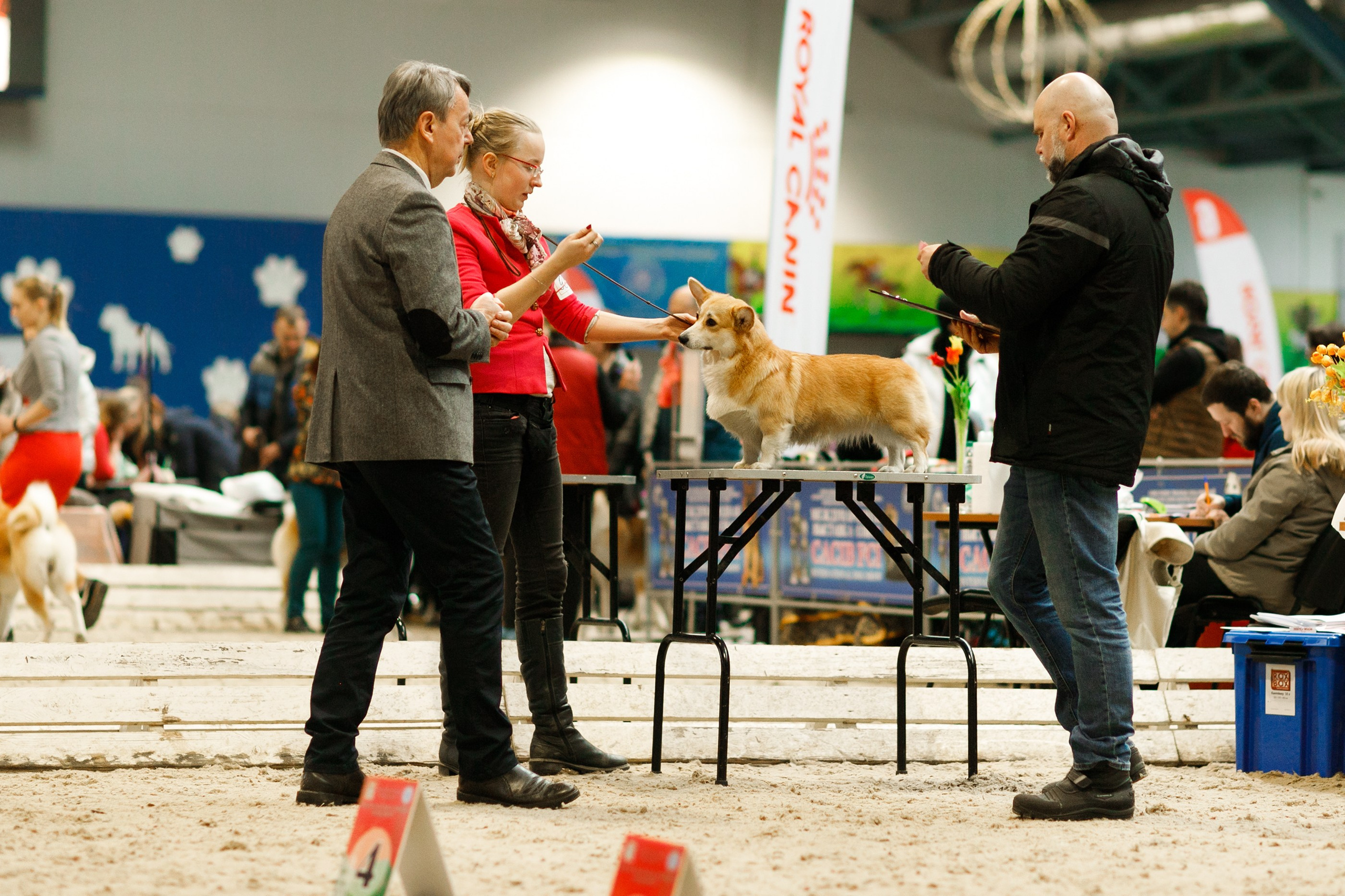 Dog shows | the best ones. Kaja | fotograf psów we Wrocławiu
