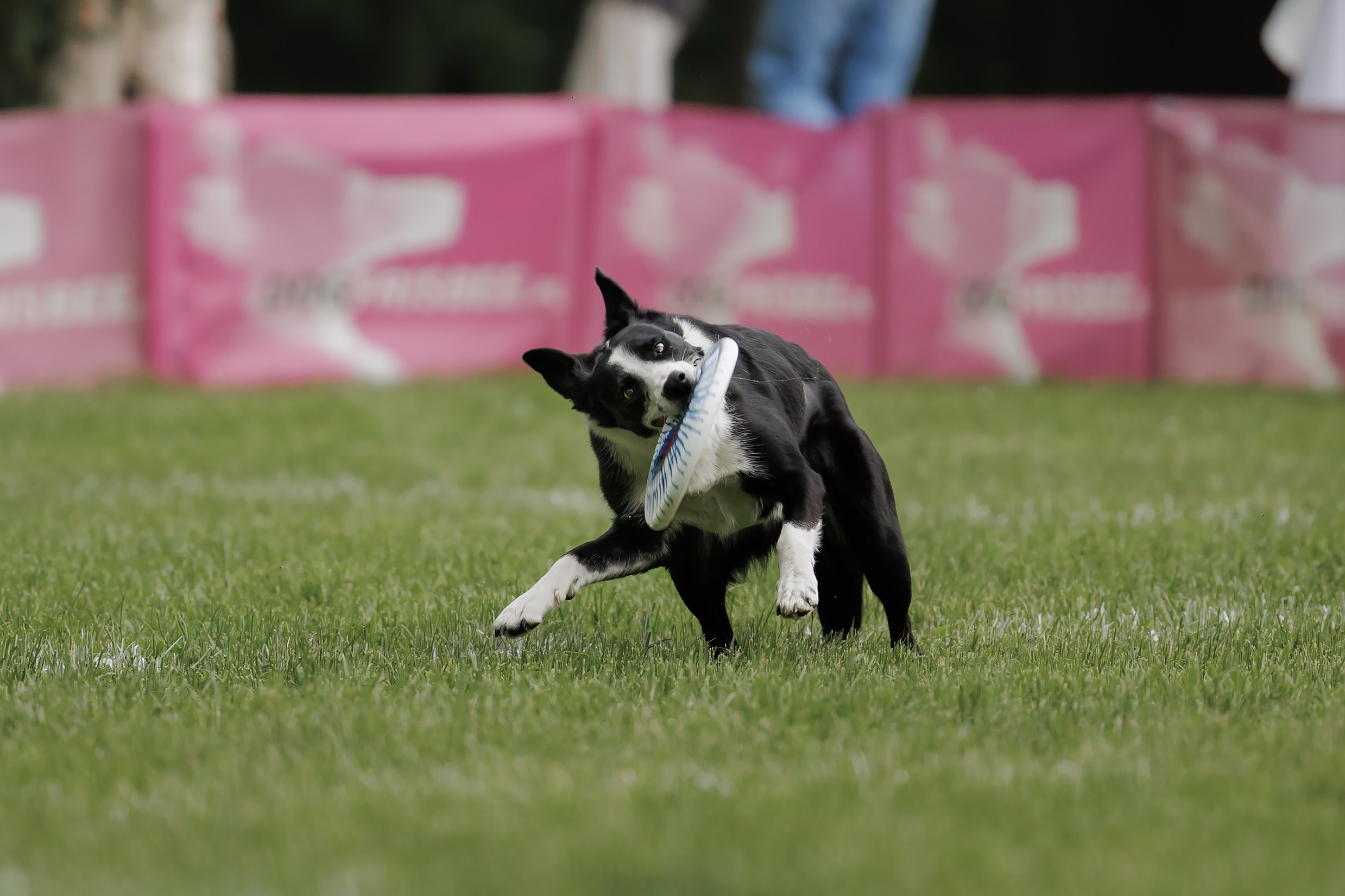 Latające psy, Wrocław'25. Kaja | fotograf psów we Wrocławiu