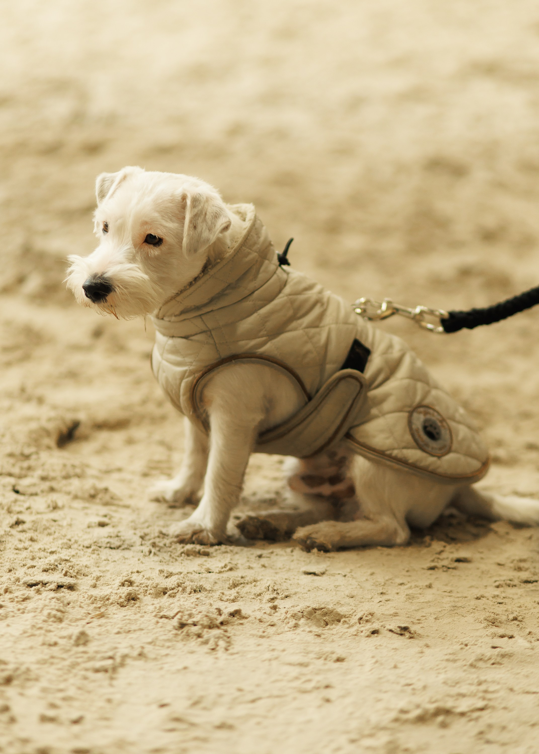 Fotografia koni Wrocław \ ujeżdżenie, Partynice. Kaja | fotograf we Wrocławiu | ludzie i psy