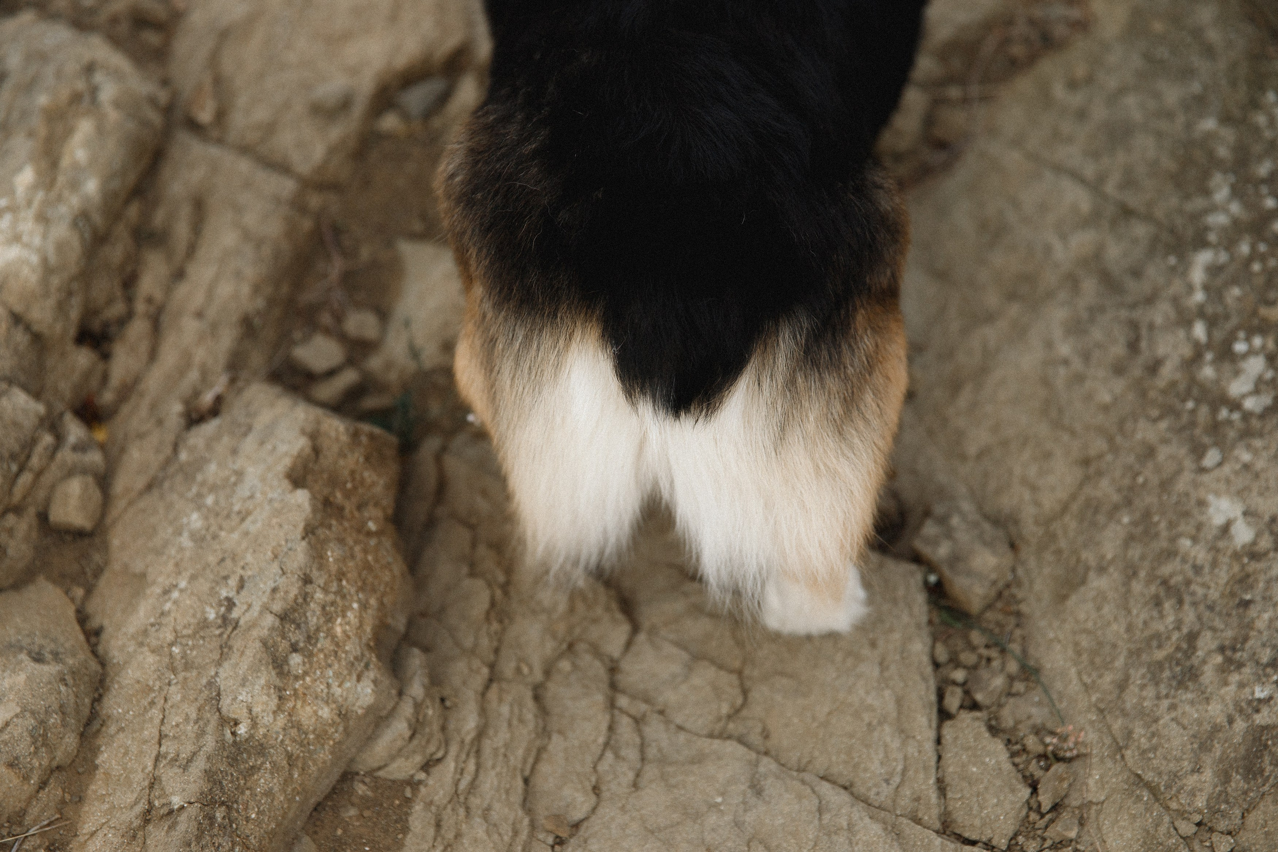 Sasha & Leonid. Kaja | fotograf psów we Wrocławiu