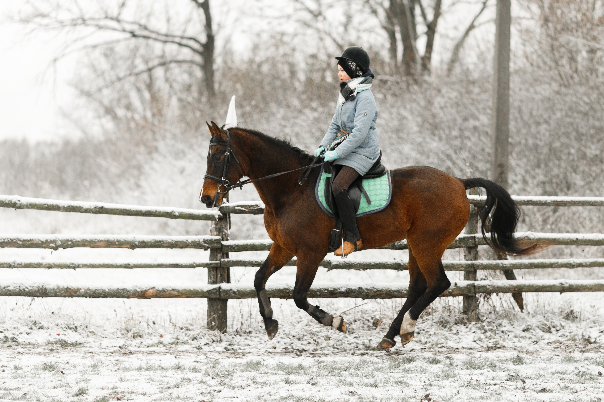 Winter stable. Kaja | fotograf psów we Wrocławiu