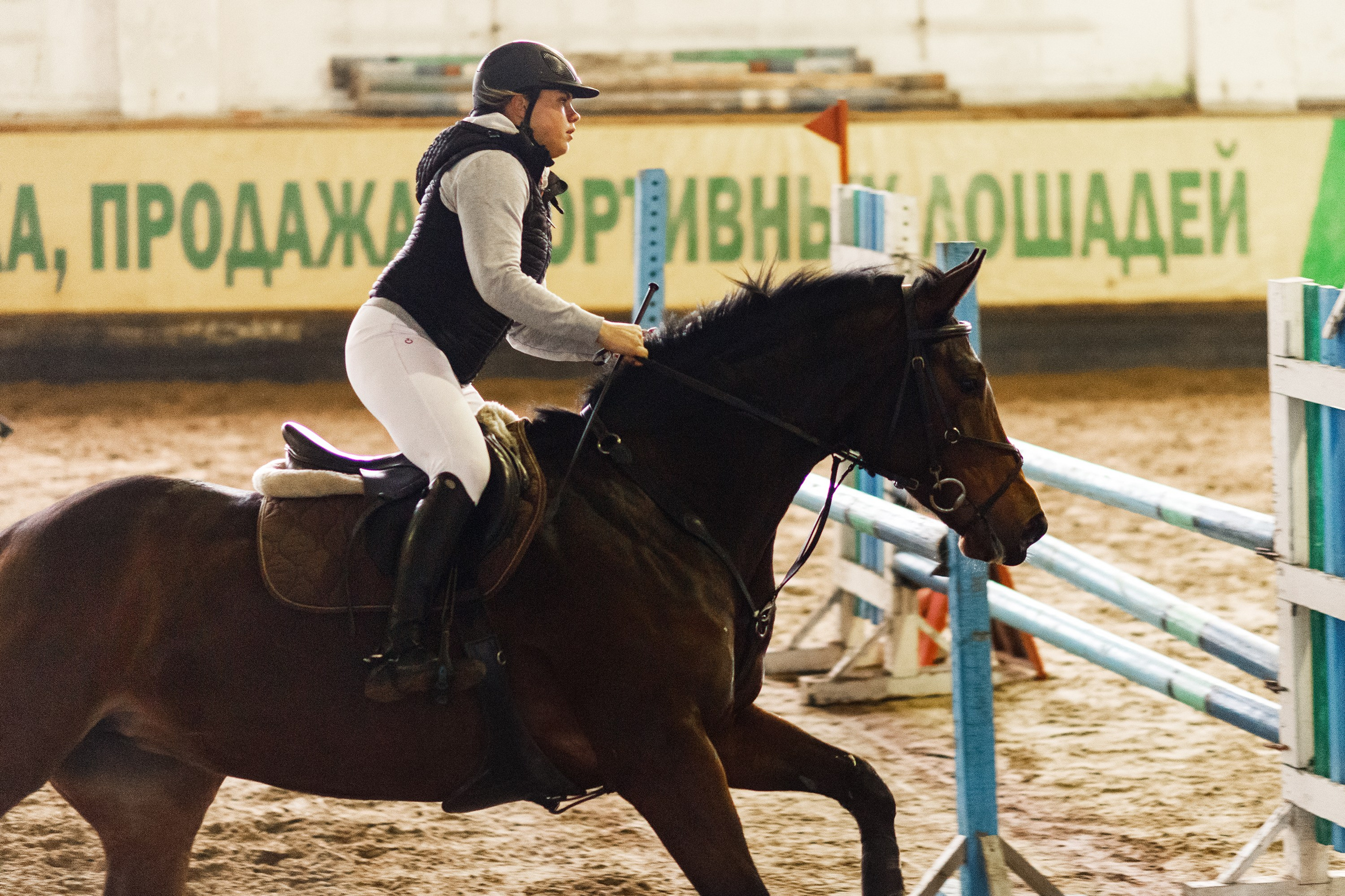 Winter show jumping in «Progress». Kaja | fotograf we Wrocławiu | ludzie i psy