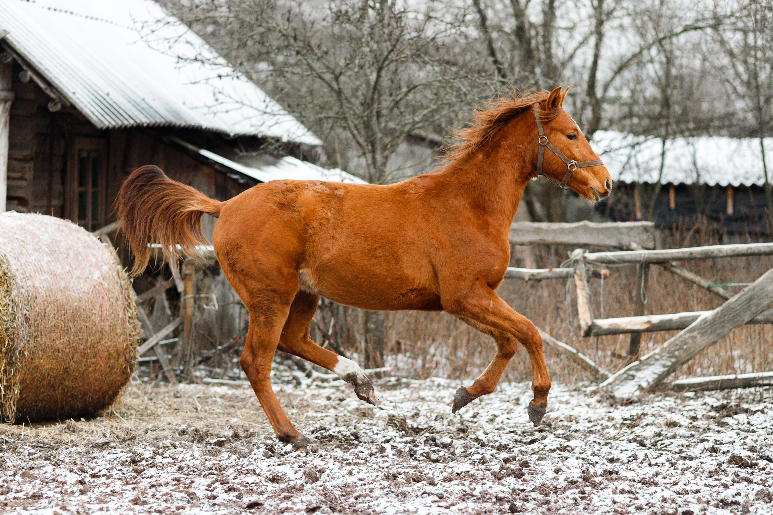 Winter stable. Kaja | fotograf psów we Wrocławiu