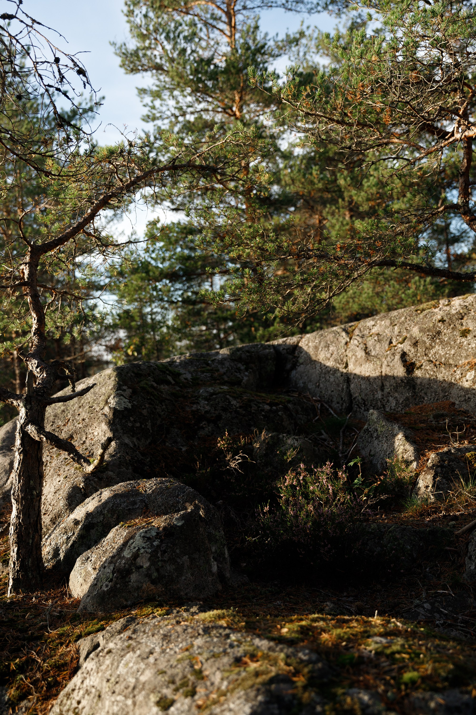 Turku. Kaja | fotograf psów we Wrocławiu