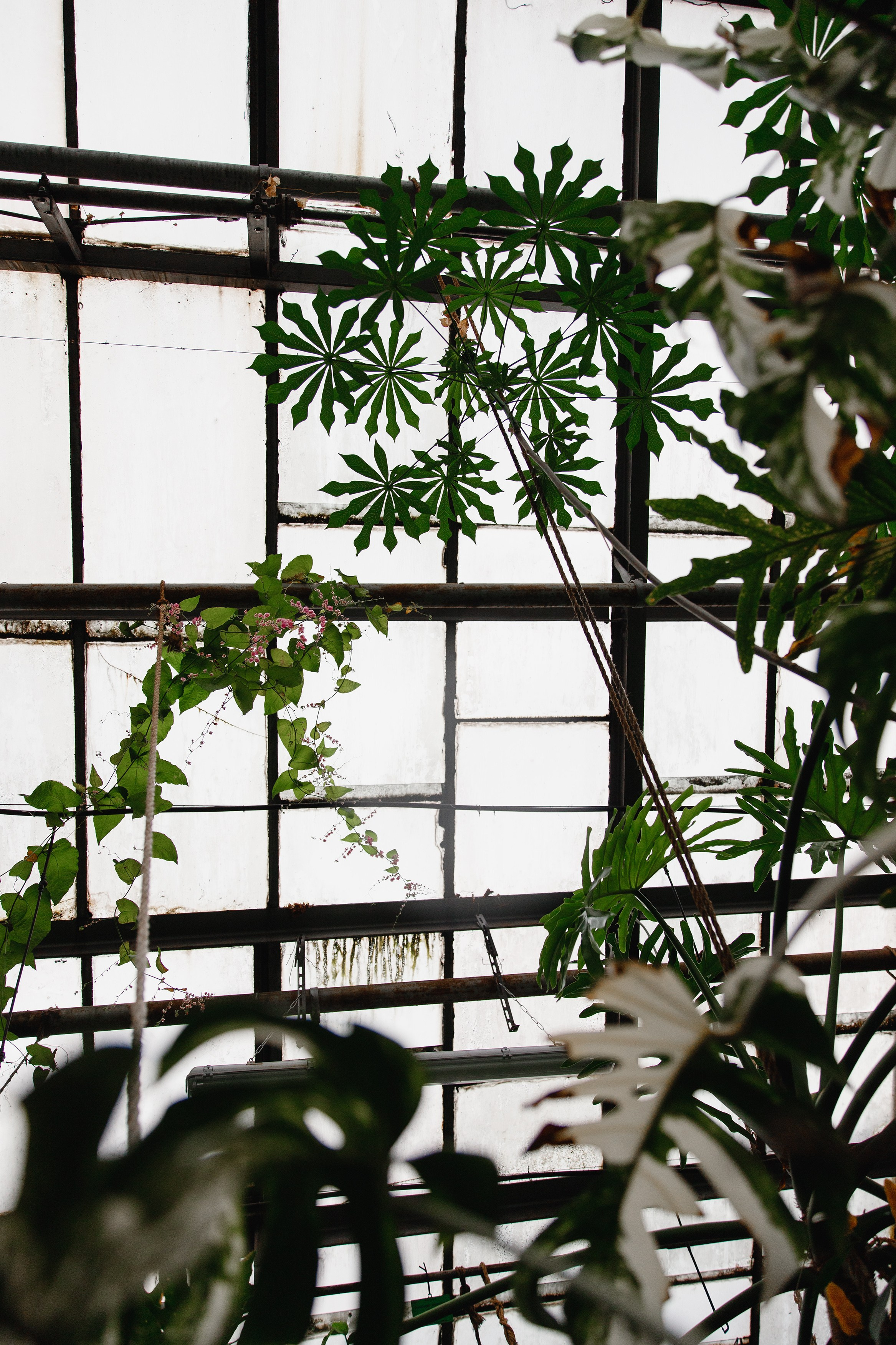 Botanical garden in Wroclaw. Kaja | fotograf we Wrocławiu | ludzie i psy