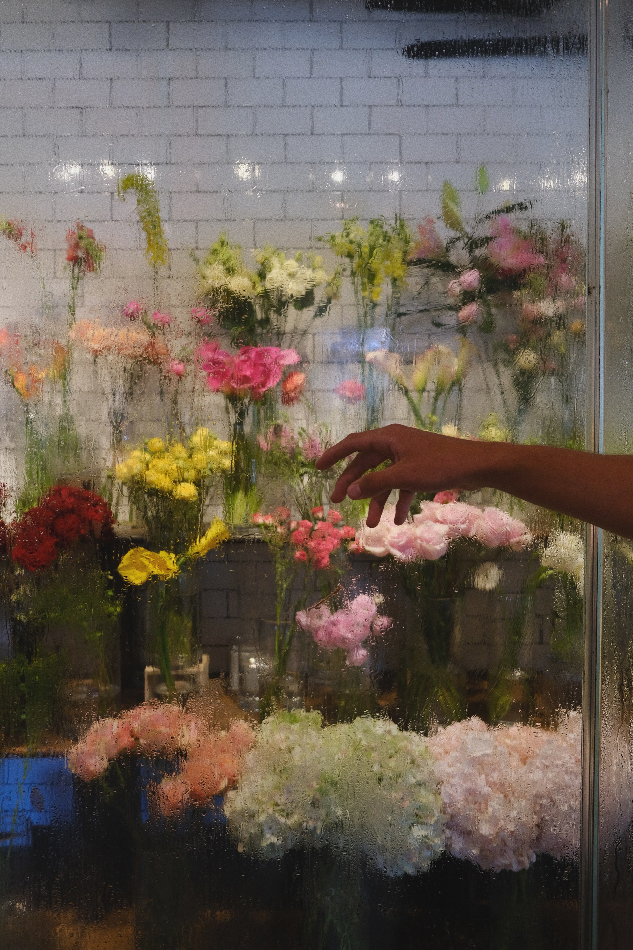 Ferdinand. New York Photographer Sveta Zemskova, NYC Photo