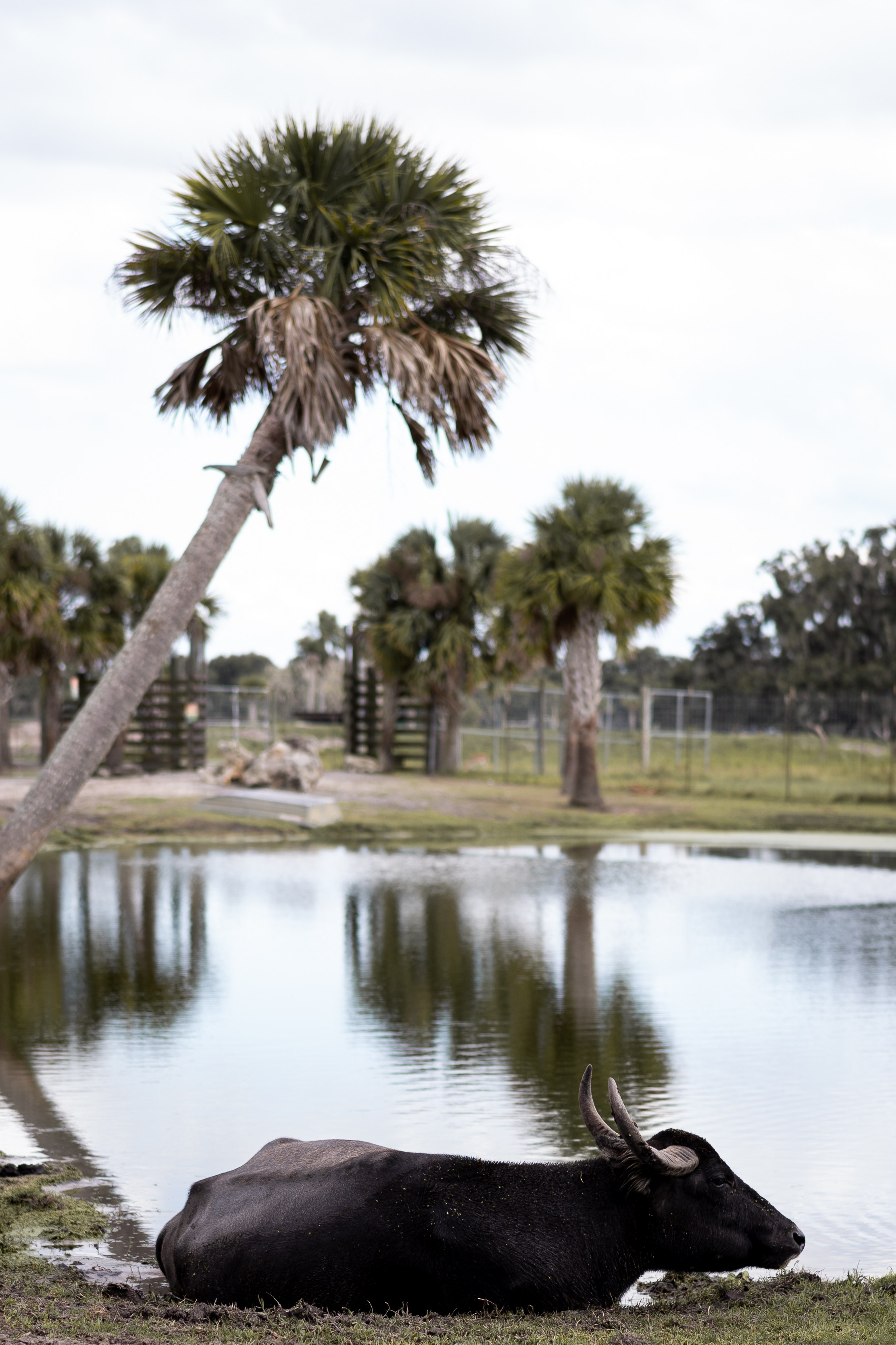 Amérique. Photographe à Genève - Eugenia Andres